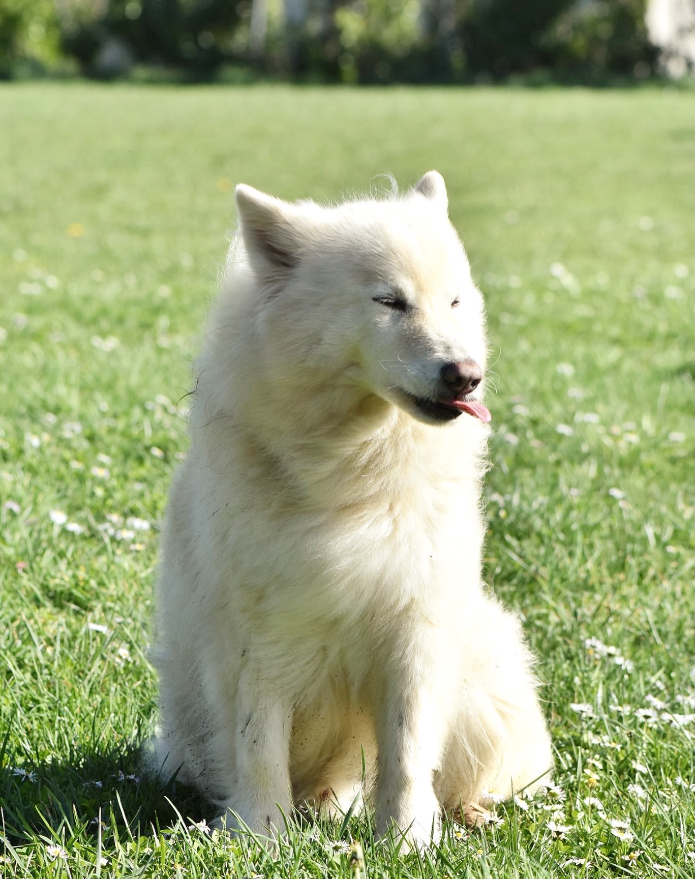 « Le loup blanc », comme certains aiment l’appeler.
Laiko n’a rien du loup, c’est en fait un croisé.
Le papa est de type primitif, et la maman de type berger.
#chien#primitif#berger#chiendeberger#dogs