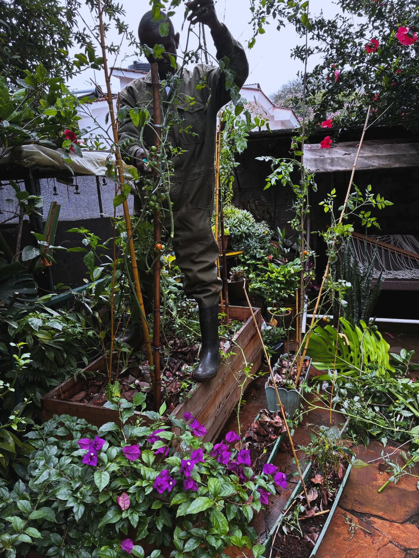 Tackling pests head on, mainly whiteflies on the tomatoes which have primarily planted alone.
With these ongoing rains, everything is thriving, including the insects. So we’re adjusting, pruning back heavily infested growth, improving airflow, and observing closely.
Spent time with the gardener today diving deeper into companion planting and integrated pest management once again, because healthy gardens aren’t about perfection, they’re about balance.
When pests show up, we respond quickly 🐞 🌧️ 🪻
