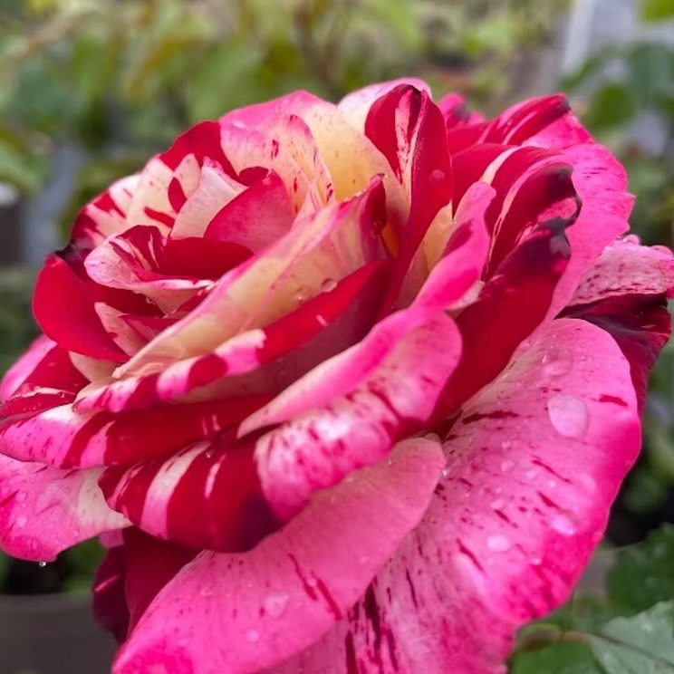 Discover the striking Rosa ‘Rock & Roll,’ a red and white Grandiflora rose cultivar developed by Tom Carruth in the United States in 2006. Introduced by Weeks Wholesale Rose Grower, Inc. in 2007, this rose’s vibrant color and beautiful form make it a standout addition to any gardend eye-catching statement in your outdoor space.
Available to order from our website or over the phone.
Height - 1m x 1m
Fragrance - Some Fragrance
Colour - Red, Pink and White Stripes
Bloom size - Medium
Flowering - Repeat Flowers
#roses #stripedroses #gardening #gardeninginspo