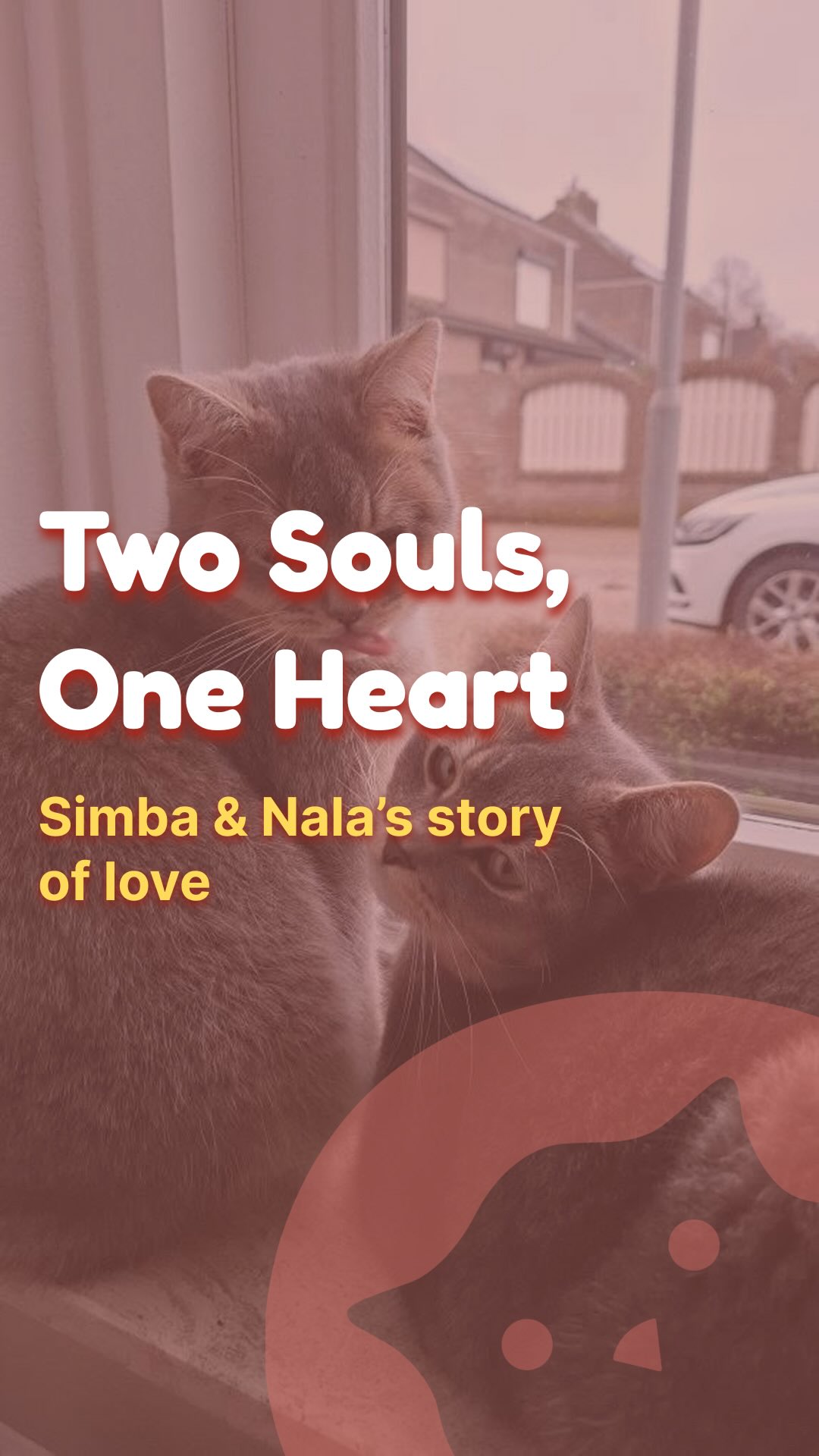 Two twins, always together. A kinked tail, a big heart, and a friendship with a rabbit named Pippa!!
Their story is a reminder that being different is beautiful, love makes us stronger, and every single day is a gift. Tell someone you’re grateful for them today!
/ᐠ > ˕ <マ ₊˚⊹♡
#catsofinstagram #catlovers #catswoppr
