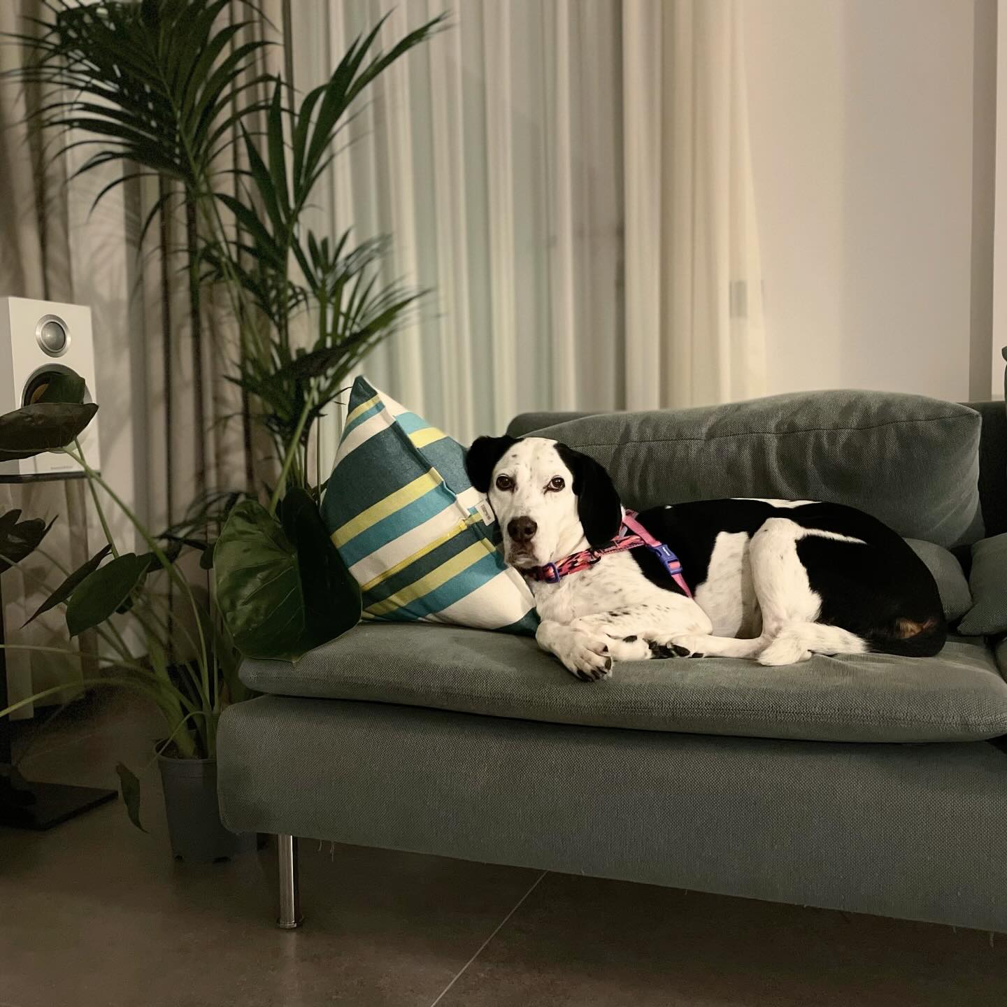 Bossa approved.
Joyful cushion — the coziest companion for the night, made for soft landings and slow evenings.
#cushiondesign #homedecor #petcushion #petpillow #sofacushion
