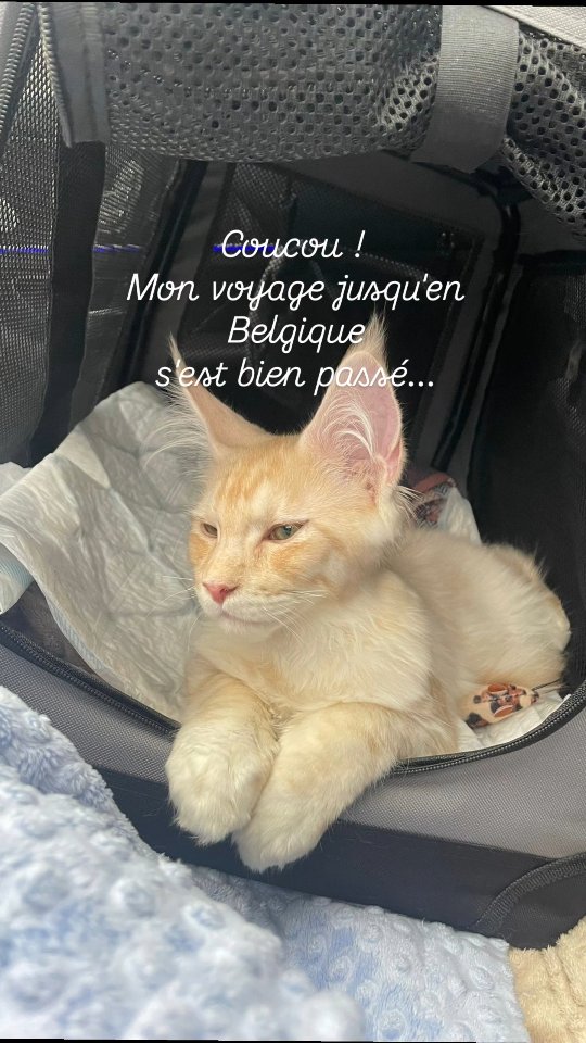 Coucou 😻 je suis bien arrivé dans ma nouvelle famille en Belgique et heureux 🫶
Et tu as vu comme je rapporte bien 😉
Carine Zimmermann
Éleveuse de Maine Coons
Affiliée au Cat Club Romand
Domaine de l’eau vive
1724 Bonnefontaine
+41 79 281 93 88
www.lescoons.ch
#chatheureux #mainecoonlover #chat #mainecoonlife #kitten