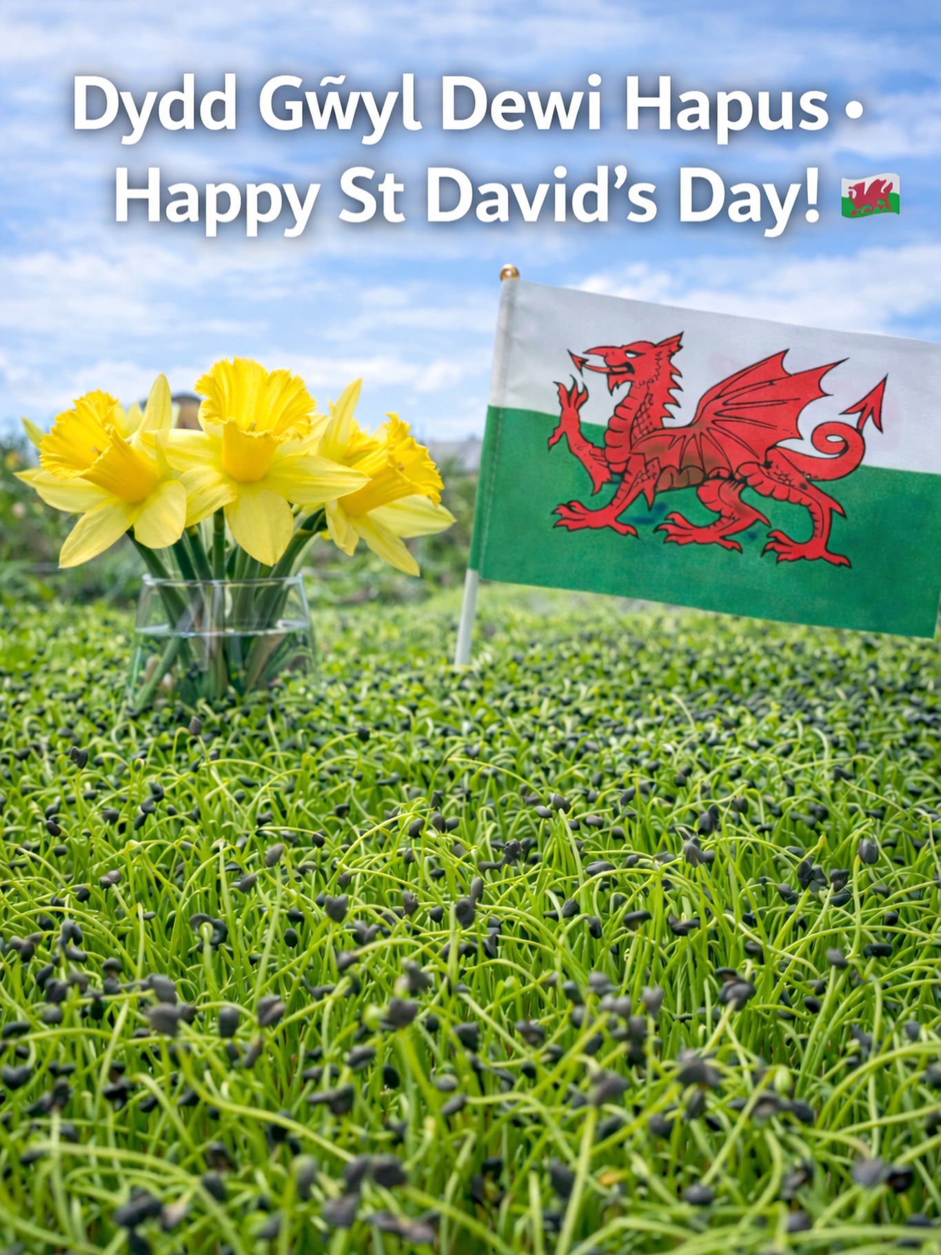 Dydd Gŵyl Dewi Hapus 🌼
Happy St David’s Day from all of us at Team F&T 🏴💚🌱
#dyddgŵyldewihapus #happystdavidsday🌼 #microgreensfarm #microleeks