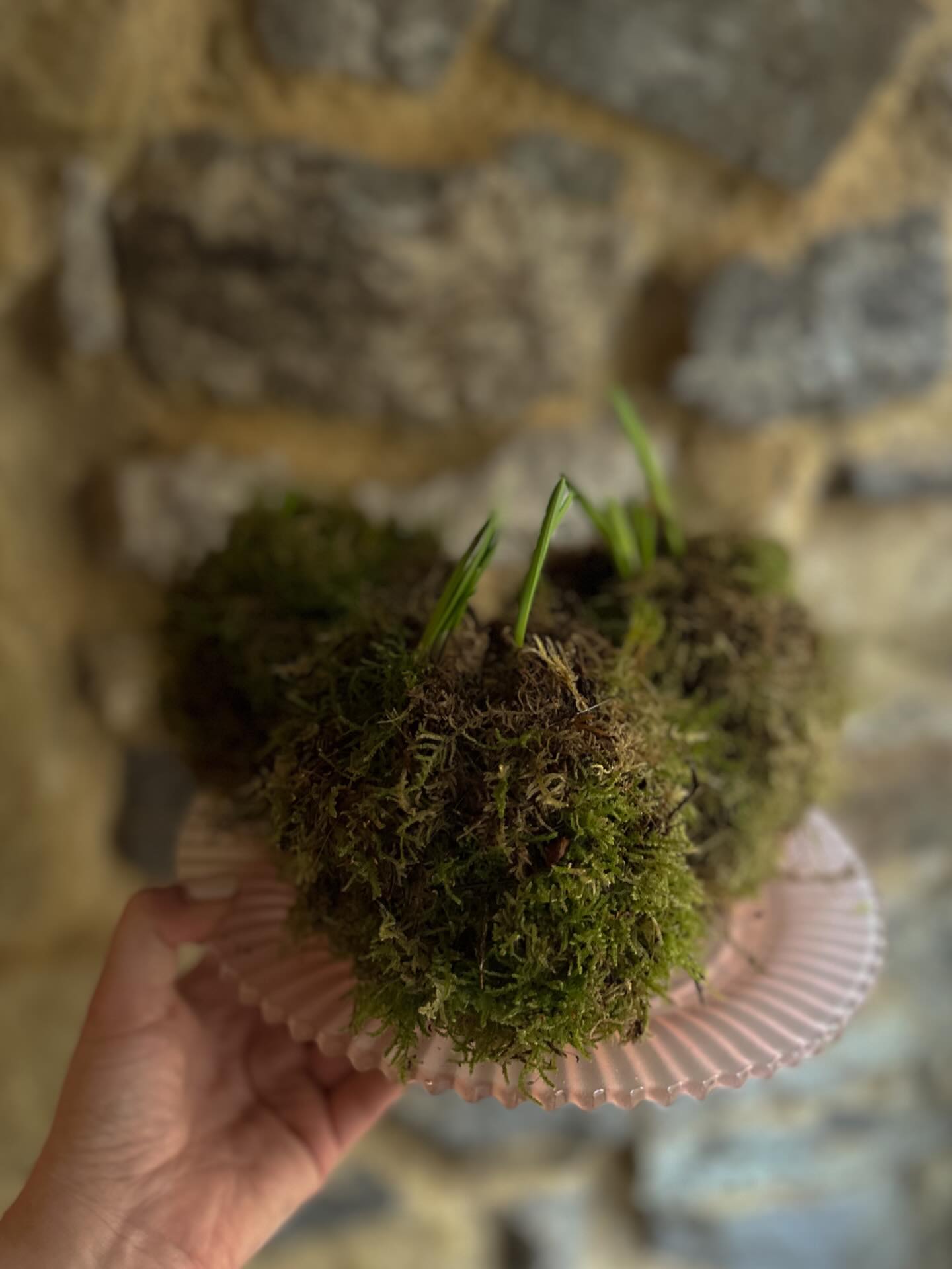 Kokedama spring bulbs!
The Japanese art form that takes a plants root system mud and all and wraps it in moss and bound with string to secure.
Often called a ‘poor man’s bonsai’ it a a form of living art and can be enjoyed as a hanging plant or sat on a saucer type container.