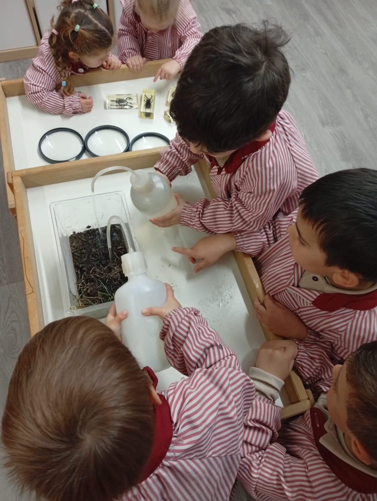 Al Congrés de Ciències, que està treballant el grup d’EI4, els infants s’han convertit en un autèntic equip de petits i petites científiques!👩🏻🔬👨🏽🔬
Tot va començar amb una pregunta plena de curiositat… i ens hem endinsat en un projecte d’investigació sobre els cucs!
🌿A través de l’observació directa i l’experimentació, estem descobrint:
* Com viuen
* Quines característiques tenen
* Quin és el seu hàbitat natural
A més, aprenem a respectar els éssers vius i entenem la importància que tenen els cucs en l’ecosistema, especialment en la qualitat del sòl🌍🤎
Una experiència que potencia la competència científica, l’esperit crític i la capacitat d’observació… sempre a partir dels interessos reals dels infants💚
#ciència #experimentació #despertantcuriositats #TotssomSinguerlín