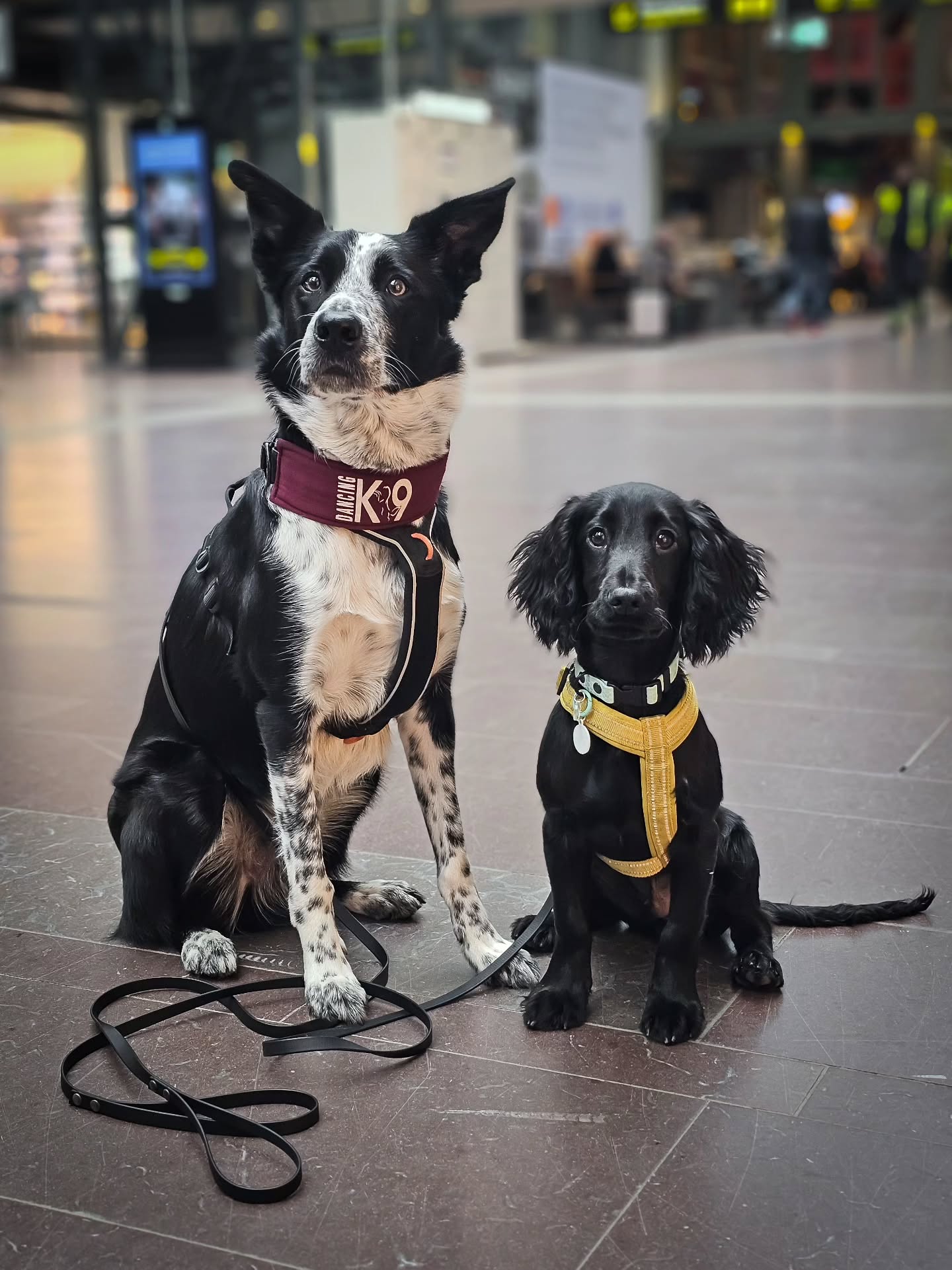 Adventure time 🥳
Bringing Toad and Spud with me on today's adventure! Whenever I'm going somewhere and I have the possibility to bring a dog - I will! It's a fantastic opportunity to train socialization and very important everyday skills in new environments 👏 In my opinion, one of the most important things to prepare a dog for a life with dogsports and travels 🥰
On today's agenda:
- Traveling in a new car
- Walking around in Gothenburg, Swedens second largest city
- Traveling by train for 3 hours
- Traveling in another new car 🫶
During these adventures we train for example:
- Loose leash walking
- Contact and focus
- Passivity in different spots
- Ignoring people
- Some tricks in a new place
I adapt the training based on the dog I have with me, previous experiences and their mood/feeling for the day.
So far, Spud and Toad are doing super well! Spud is more experienced and Toad didn't care much about anything - he just wanted treats 🤣👌 They are currently sleeping on the train as I write this post 😍
#bordercollie #workingcocker #cockerspaniel #sozialication #instadog