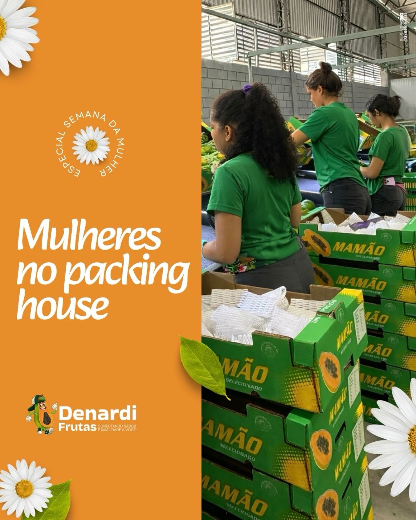 No packing house da Denardi, são elas que fazem a qualidade acontecer todos os dias.
Cada mamão selecionado, cada caixa organizada e cada detalhe conferido carrega dedicação, responsabilidade e compromisso com o padrão que o mercado exige.
Na Semana da Mulher, reconhecemos a força, a precisão e o protagonismo feminino que movem a nossa produção e elevam o nível da Denardi Frutas.
Aqui, qualidade tem método. E tem mulheres fazendo acontecer.
📲 Uilis Denardi – (73) 99951-9714
📲 Hugo Maia (Comercial) – (73) 98101-2219
📲 Joscimar Ferreira (Vice-Diretor) – (73) 99850-1649
#DenardiFrutas #SemanaDaMulher #AgenciaBusiness360