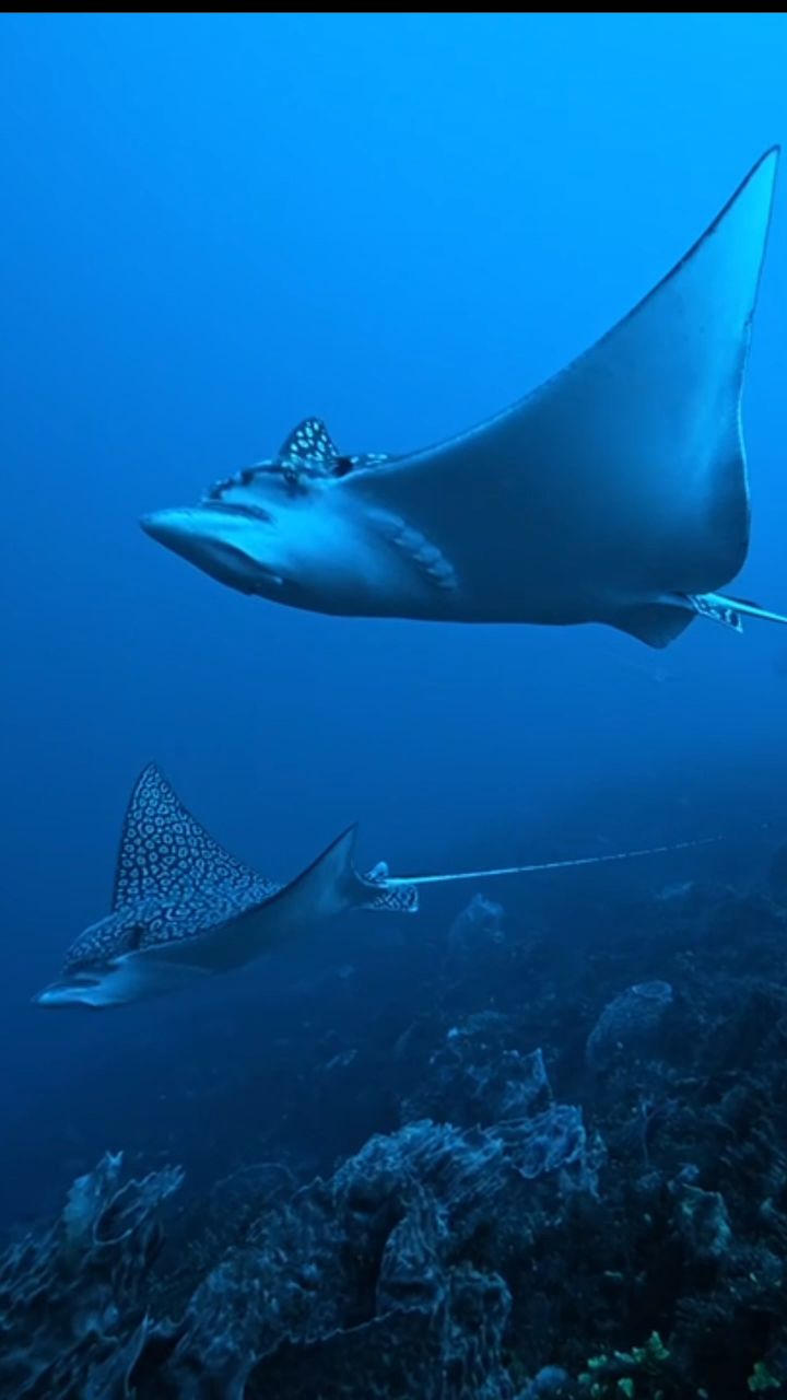 Front row seats to nature’s most elegant parade ✨
A squadron of eagle rays gliding by like they own the runway!
Eagle ray season in Cozumel runs from November through March, with peak sightings in the heart of winter. This is when the blue comes alive and the “parade” is in full swing.
Drift, breathe, look up… and enjoy your front row seat. 🌊
Ready for your front row seat? 👌🏽