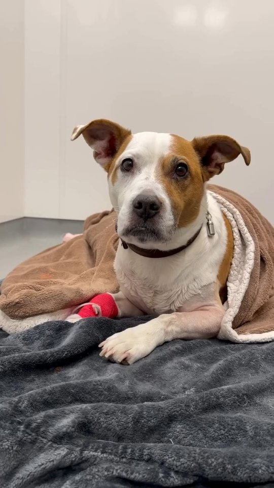 Meet Tommy. 💛
Tommy is a very sweet and gentle boy who recently underwent a procedure called bilateral elbow arthroscopy - a delicate surgery to help treat severe elbow joint issues. Our team carefully worked on both of Tommy’s elbows. Both medial coronoid processes were treated, with one being trickier than the other, but everything was handled safely and thoroughly by our orthopaedic surgeons, Laurie and Simon.
Our veterinary team made sure Tommy remained calm and comfortable throughout, and plenty of gentle attention helped him feel at ease. Tommy is now on a carefully planned rehabilitation programme, and with ongoing support, he is on the path to more comfortable, pain-free elbows.
Well done, Tommy! 💛✨
#thewoodbridgevets #independentpractice #veterinarypractice #veterinarymedicine #arthroscopy