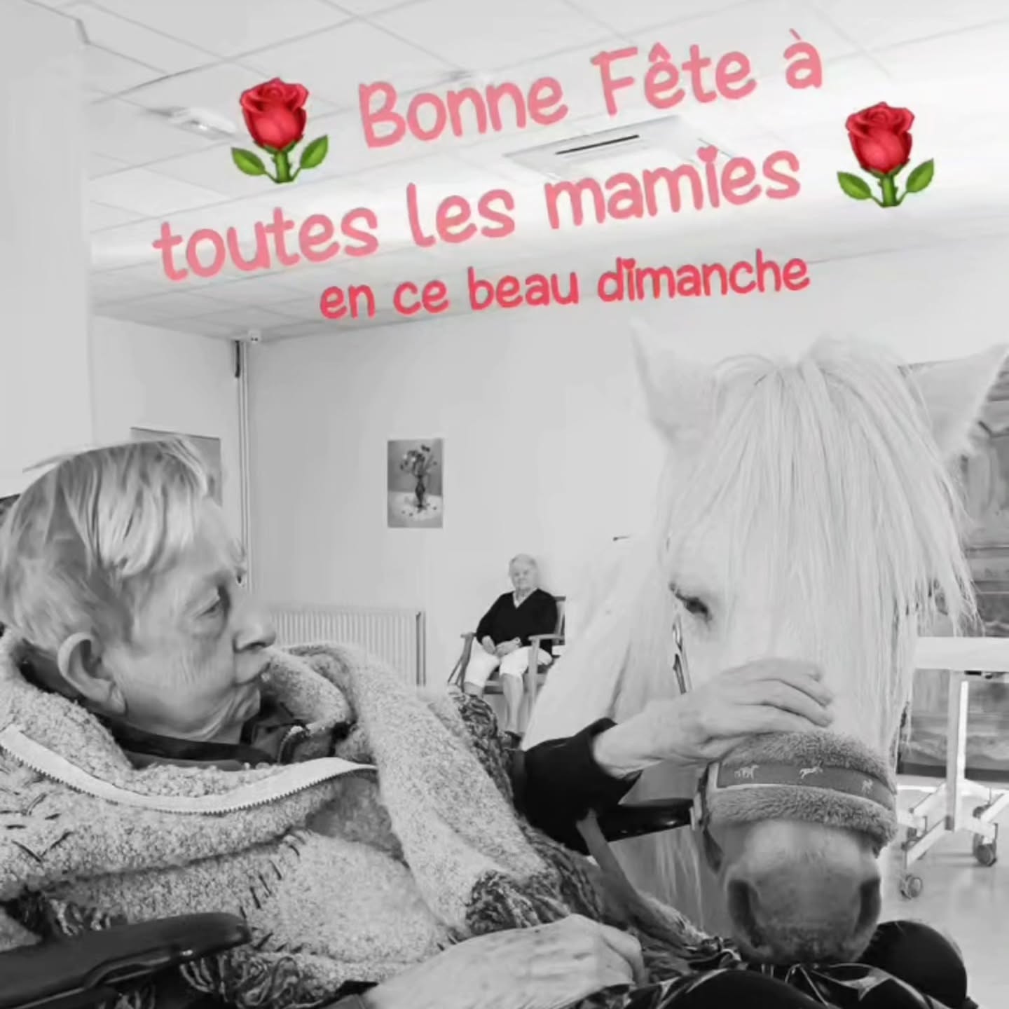 Il ne fallait pas les oublier aujourd'hui...
Alors BONNE FÊTE À TOUTES LES MAMIES 🌹❤️