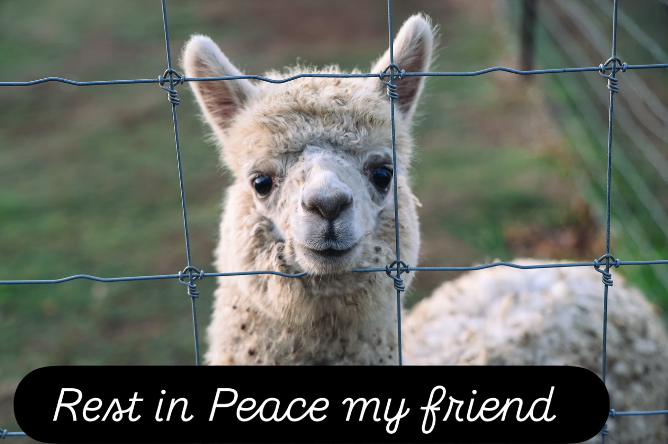 Snow – Rest in Peace
A post I always knew I would have to write one day, but never imagined it would be so soon. 💔
Our very much loved little alpaca, Snow, has made his way over the rainbow bridge🌈 — a journey far too soon.
You will always be remembered as the sweetest and most loving little alpaca. Not livestock, but a member of the family. It’s so hard to be out in the paddock and not see you doing your crazy sprints up to me, hear your squeaks and clicks when giving affection, and feel those unforgettable alpaca cuddles.
For our guests, you made their holidays. You befriended kids, were so gentle at feeding time, happily posed for alpaca selfies and gave the sweetest alpaca kisses.
I never knew I could grieve so much for an alpaca, but it shows just how much of an impact you made on me and our family.
You will never be forgotten, Snow.
Rest in peace, my friend. 🦙