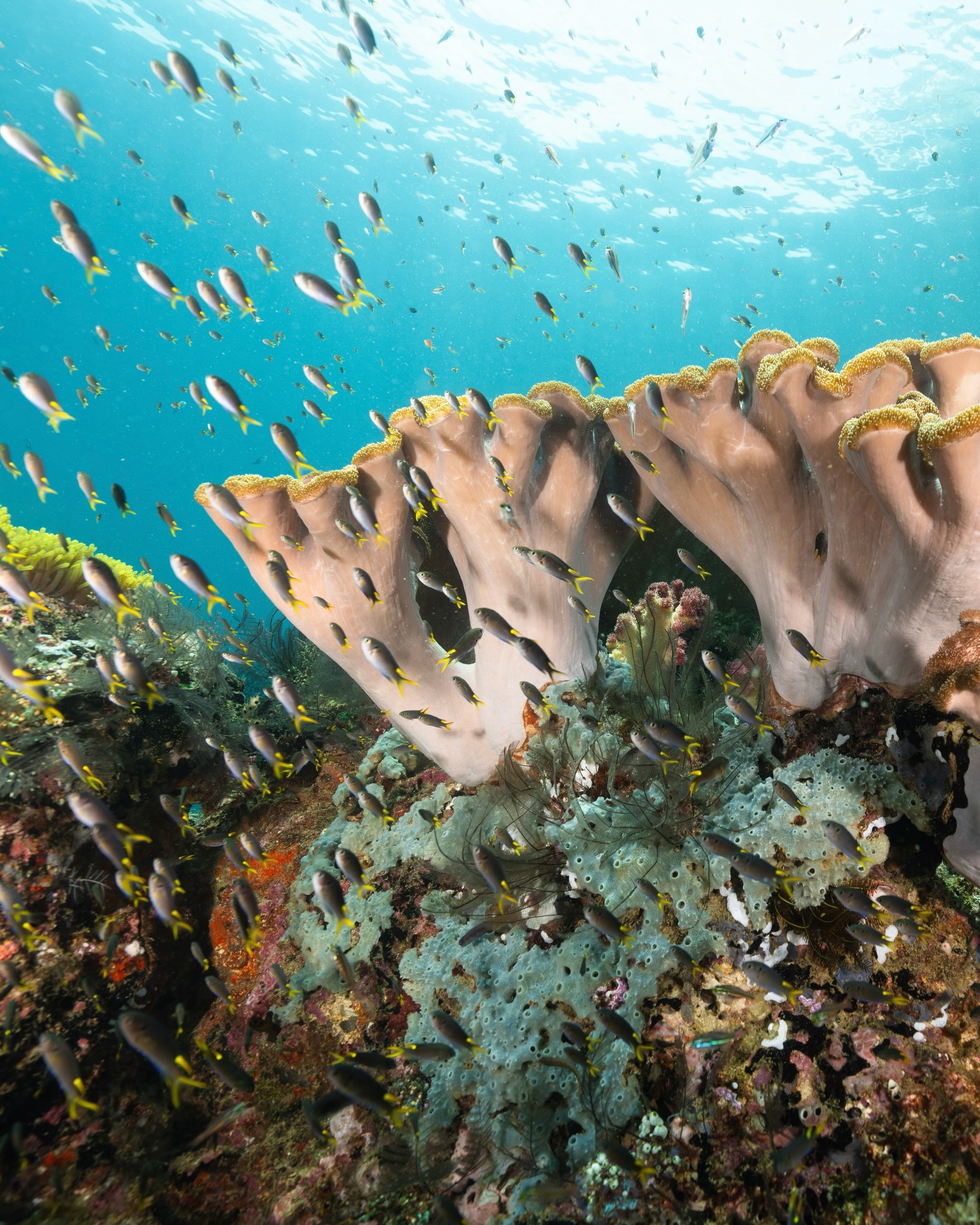 Captured in the vibrant region of Triton Bay, West Papua. These incredible reefs today lie protected within a 600,000-hectare marine park. The remote region once broke the record for fish diversity, with over 330 species documented on a single dive at one site. Rich currents flow from the Banda Sea and Arafura Sea, fuelling the growth of vibrant reefs that are incredibly rich in species, including many that are endemic to the area.
On Expedition with @expeditionbiru
#tritonbay #diving #coralreefs #oceans #nature