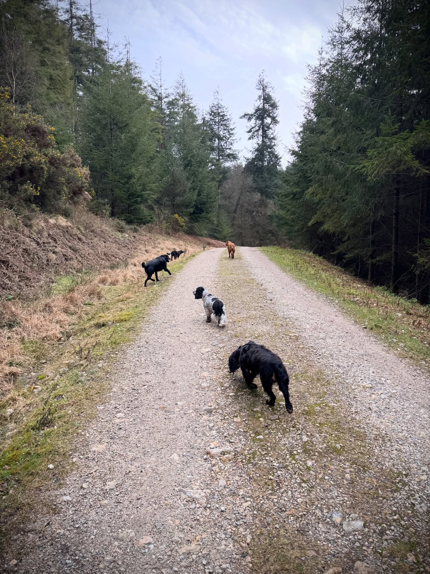 Thursday squad had a blast. All such great dogs!