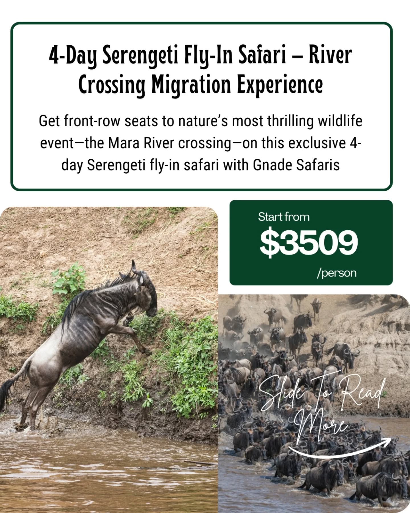 🐃🌊 FRONT-ROW SEATS TO THE GREAT MIGRATION — LUXURY RIVER CROSSING SAFARI
From $3,509 per person | 4 Days Serengeti Fly-In Experience
Want to witness Africa’s most dramatic wildlife spectacle — without long drives or crowds?
This 4-Day River Crossing Migration Luxury Safari places you right on the Mara River, where survival, instinct, and raw power collide.
Fly directly into the remote Kogatende region of Serengeti National Park and experience the heart-pounding moment when thousands of wildebeest and zebras plunge into crocodile-infested waters of the Mara River.
Designed by Gnade Safaris, this exclusive journey combines front-row migration action, expert herd tracking, and luxury mobile camps — putting you closer to the crossing points than most travelers ever reach.
🌟 WHY THIS MIGRATION SAFARI IS EXTRAORDINARY
✔️ Front-row access to Mara River crossings
✔️ Fly-in safari — maximize wildlife time, skip long drives
✔️ Real-time herd tracking by expert guides
✔️ Prime photography positions at pre-scouted river bends
✔️ Luxury eco-friendly mobile camps near the action
✔️ High-intensity wildlife with fewer vehicles
🗓️ QUICK ITINERARY SNAPSHOT
Day 1: Fly Arusha → Northern Serengeti (Kogatende) + Game Drive
Day 2: Full Day Migration Tracking along Mara River
Day 3: Full Day Migration & Predator Action
Day 4: Final Morning Game Drive → Fly Back to Arusha
Every day is shaped by movement, instinct, and timing — no rigid schedules, only the migration itself.
🧳 PERFECT FOR
✔️ Wildlife & action photographers
✔️ Time-conscious luxury travelers
✔️ Couples, solo travelers & small private groups
✔️ Migration-focused safari enthusiasts
📅 Best Time to Go: July – October
Peak season for dramatic Mara River crossings in Northern Serengeti.
📲 BOOK YOUR MIGRATION SAFARI
💬 WhatsApp: +255 793 832 959
📧 Email: info@gnadesafaris.com
🌐 Package Details:
👉 https://www.gnadesafaris.com
#GreatMigration #RiverCrossingSafari #LuxurySafari
#SerengetiMigration #gnadesafaris