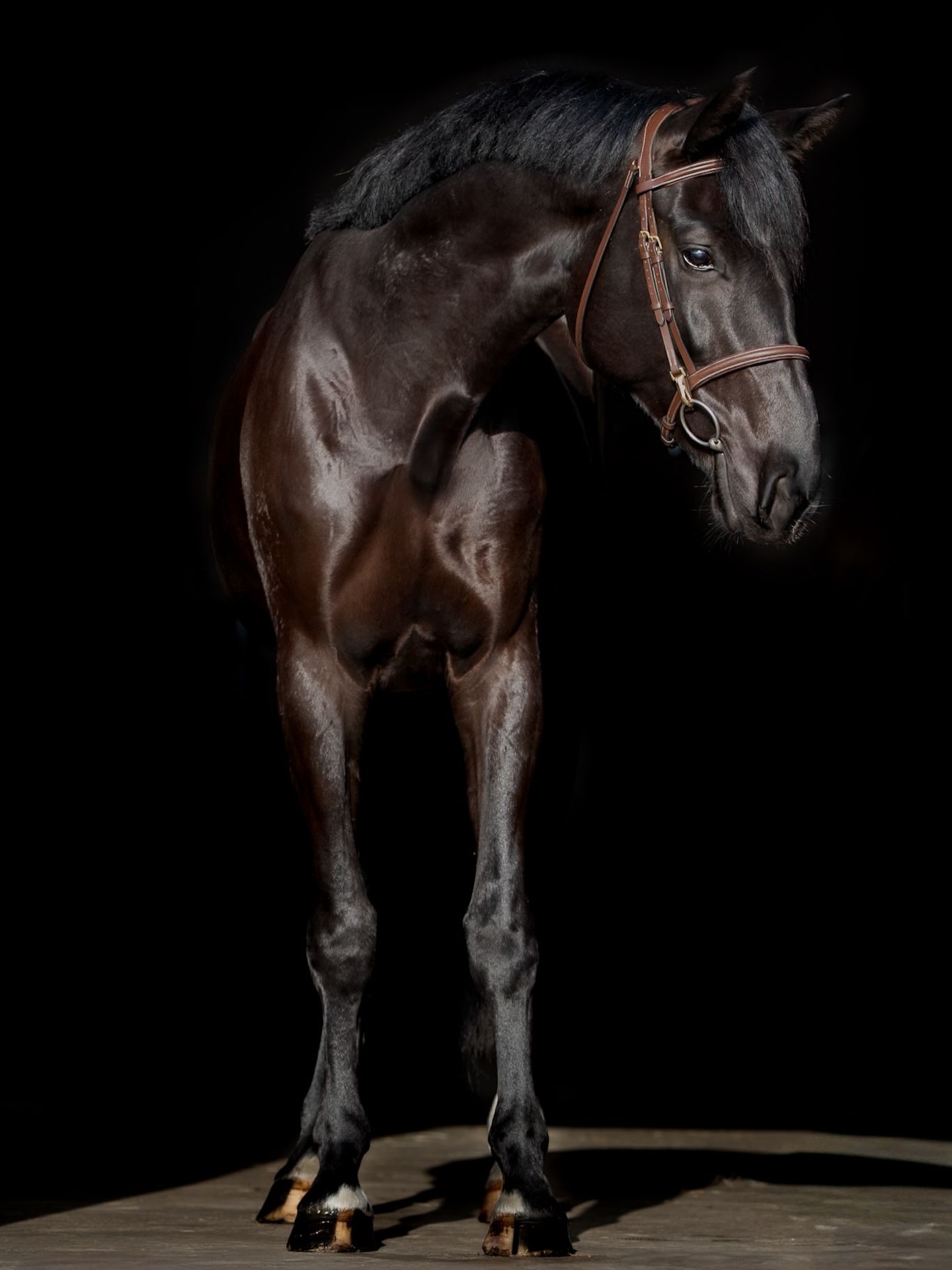 We are so excited to introduce new sale horse ⭐️ VICTORY ⭐️ This gorgeous 17h 5yo gelding moves a future Hack Winner near you, has a great brain and jumps great as well. He’s green still so don’t expect a full 3’6 video but PM if you’re looking for a really fancy, well priced prospect for the Hunter ring.