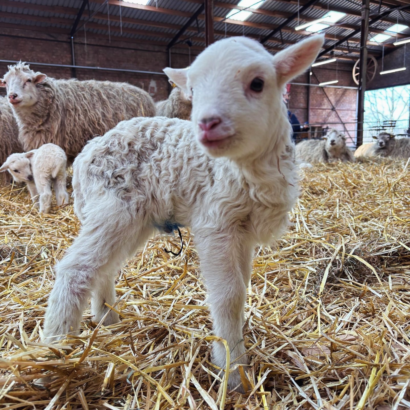 10 Lämmer sind es nun, kommt vorbei und schaut den Kleinen bei ihren Erkundungen der Welt zu - es ist herzerfrischend 🫶🌸🤩