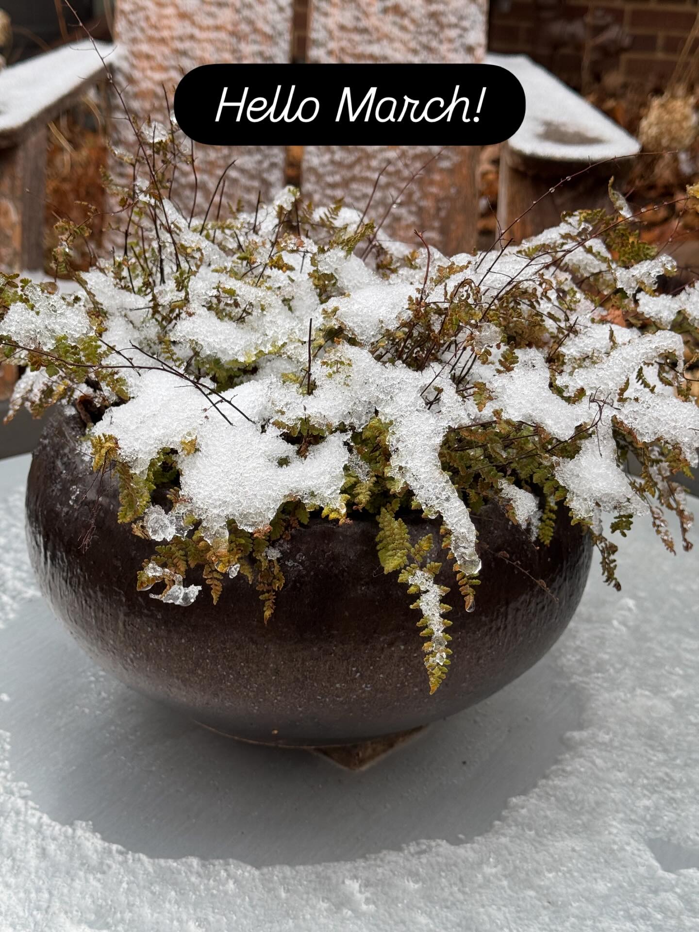 Dusting of precipitation creating magic! An aside, this hairy lipped fern, native to the south eastern US, has thrived in this small container in dappled shade for years. During times of drought and when cold weather hits, it turns brown, only to turn green again the second there is a bit of warmth and moisture. No care at all - so easy! #gardeningforthechesapeake