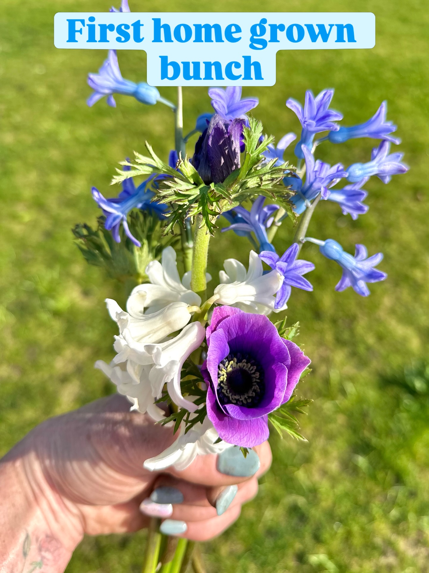 Excited to have my first order going out of home blooms - the most gorgeous bluebells (English/ Spanish cross), anemones and hyacinths. Some varieties of tulips are almost ready too- definitely feeling like spring today !