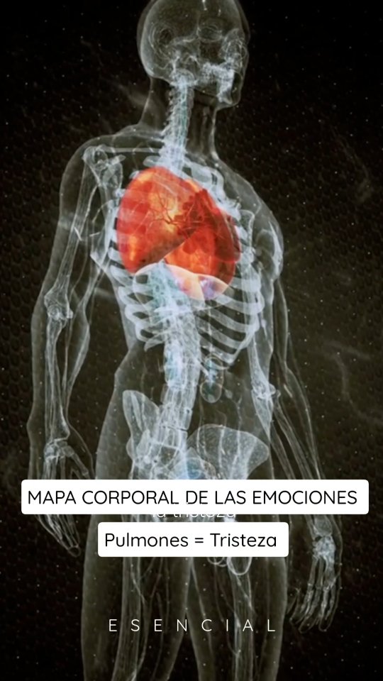 El pulmón gobierna la respiración y el límite corporal. Está asociado al duelo y la tristeza.
Cuando la tristeza no se procesa, la respiración se vuelve superficial, el pecho pierde movilidad y aparece sensación de opresión.
Desde la fisiología, vemos una restricción del patrón respiratorio que mantiene al sistema nervioso en una activación baja pero persistente.
Intervenciones: exhalaciones largas, suspiros conscientes, apertura progresiva del tórax y permitir la emoción sin forzarla.
Soltar es un acto fisiológico antes que psicológico.
#mapacorporaldelasemociones
#anatomia #emoción #yogamedellin #yogasomatico