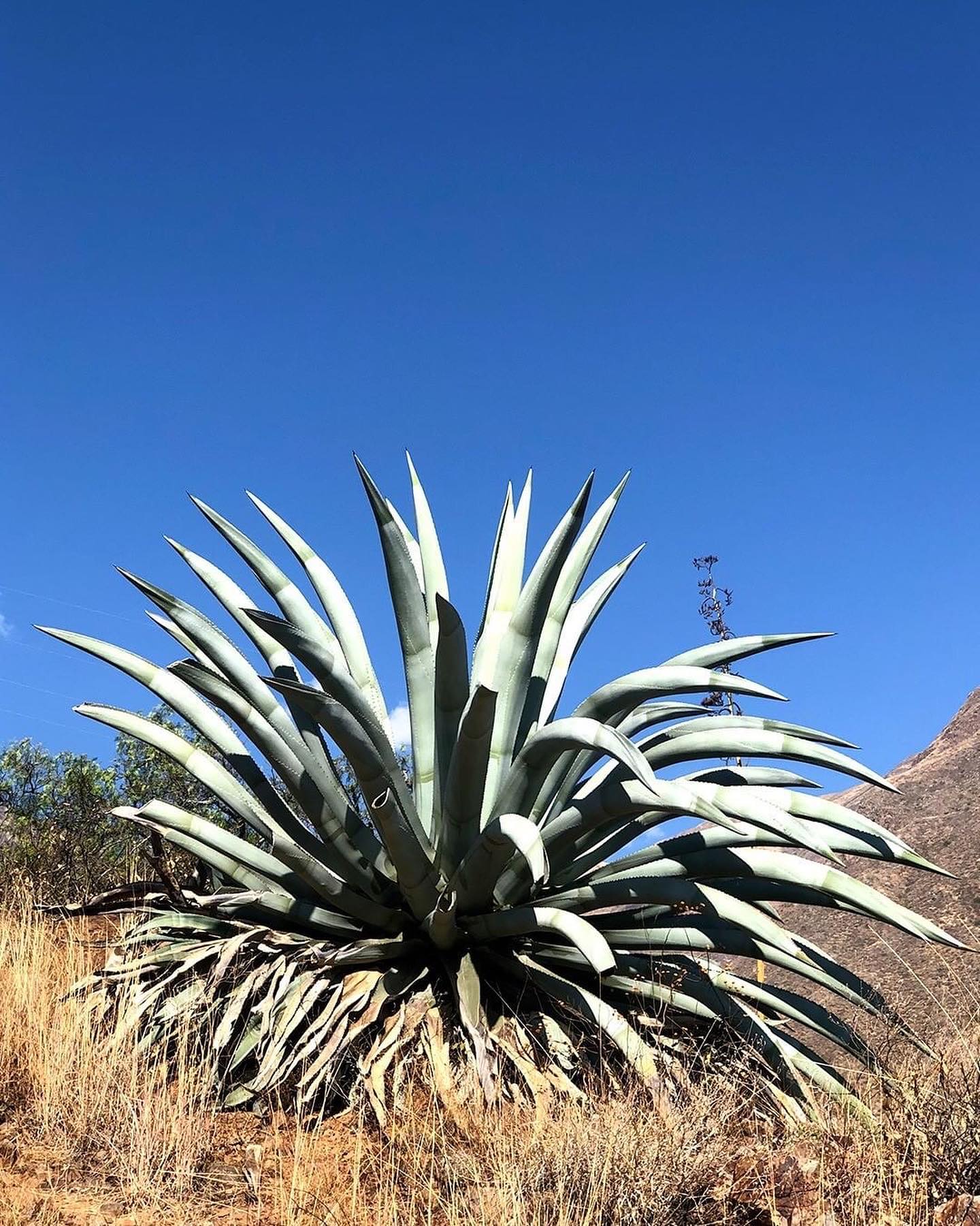 Caraz, from Quechua 'Qaaray' meaning place of agaves, is situated between the Cordillera Blanca and the Cordillera Negra in the Peruvian Andes and home to the @aqaraagave distillery and grounds.
#Repost from @aqaraagave
•
Agaves: el origen del destilado AQARÁ
Por cada agave que cosechamos, resembramos tres. Visítanos.
#aqara #aqaraagavedelosandes #nywscomp #SFWSC #bestofclass #caraz #callejondehuaylas