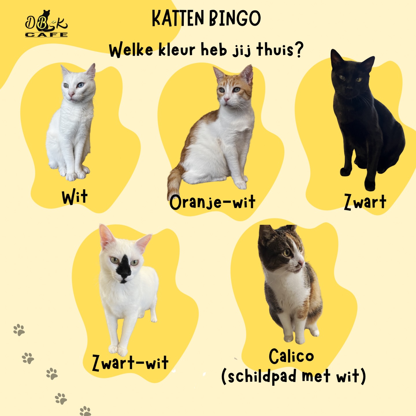 Heb jij thuis een kleur die niet in onze bingo staat?
Laat het ons weten in de reacties we vinden het
geweldig om jullie katten hier op onze socials te zien.