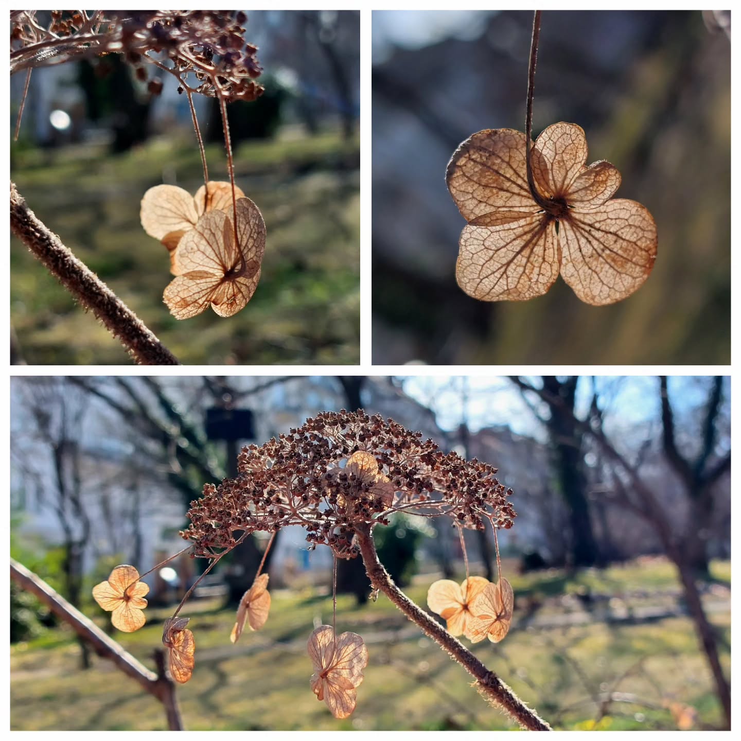 Ohne Worte!
🫶🏼
Das fetzt.. 💪🏽
...ja, es schaut auch romantisch aus... fast kitschig.
Aber schau dir mal an wie schön diese Kreation der Natur ist.
So ganz fein auf den Punkt gebracht. Dieses Ringelspiel... 👌🏻
Ich bin begeistert. 😅 Merkt man gar nicht!
Und wie findest du`s?
#verenas_pflanzentanz #gartenschönheit #wienergärten #schönheitdervergänglichkeit #gartensträucher