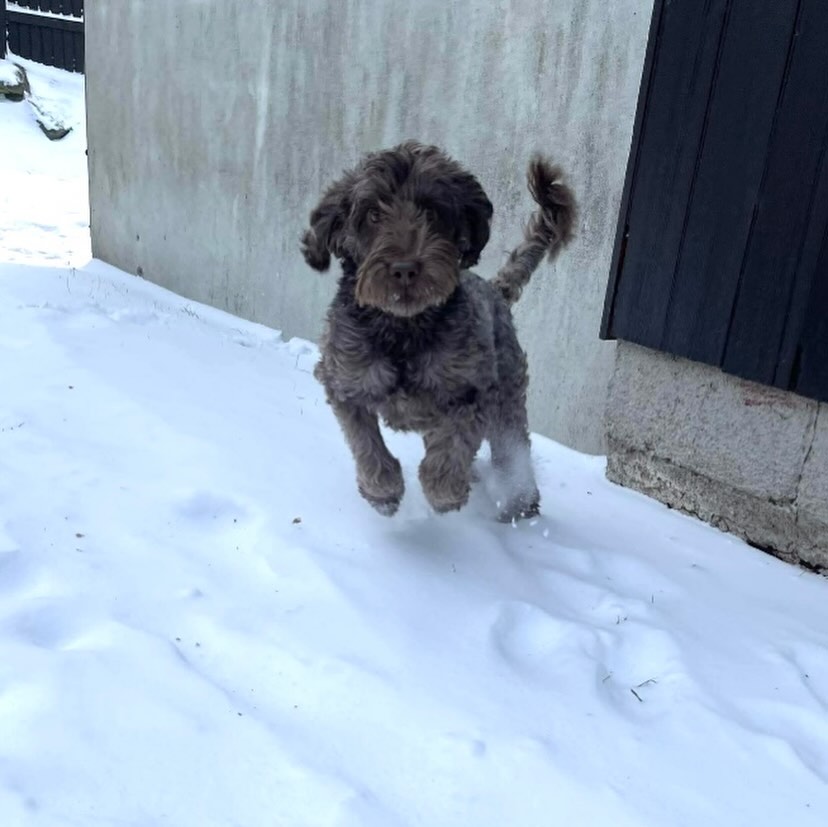 Nydelige Great Mates Chip (til daglig kalt Chip) 🐶❤️
Han er en mini+ cobberdog som vi har hentet fra en samarbeidspartner i Australia! Chip er ca 44cm høy og veier 13kg. Han har en nydelig wavy fleece pels, og er en spretten, snill og leken gutt🐶🥰
#australiancobberdog #cobberdogsofinstagram #australiancobberdogsofinstagram