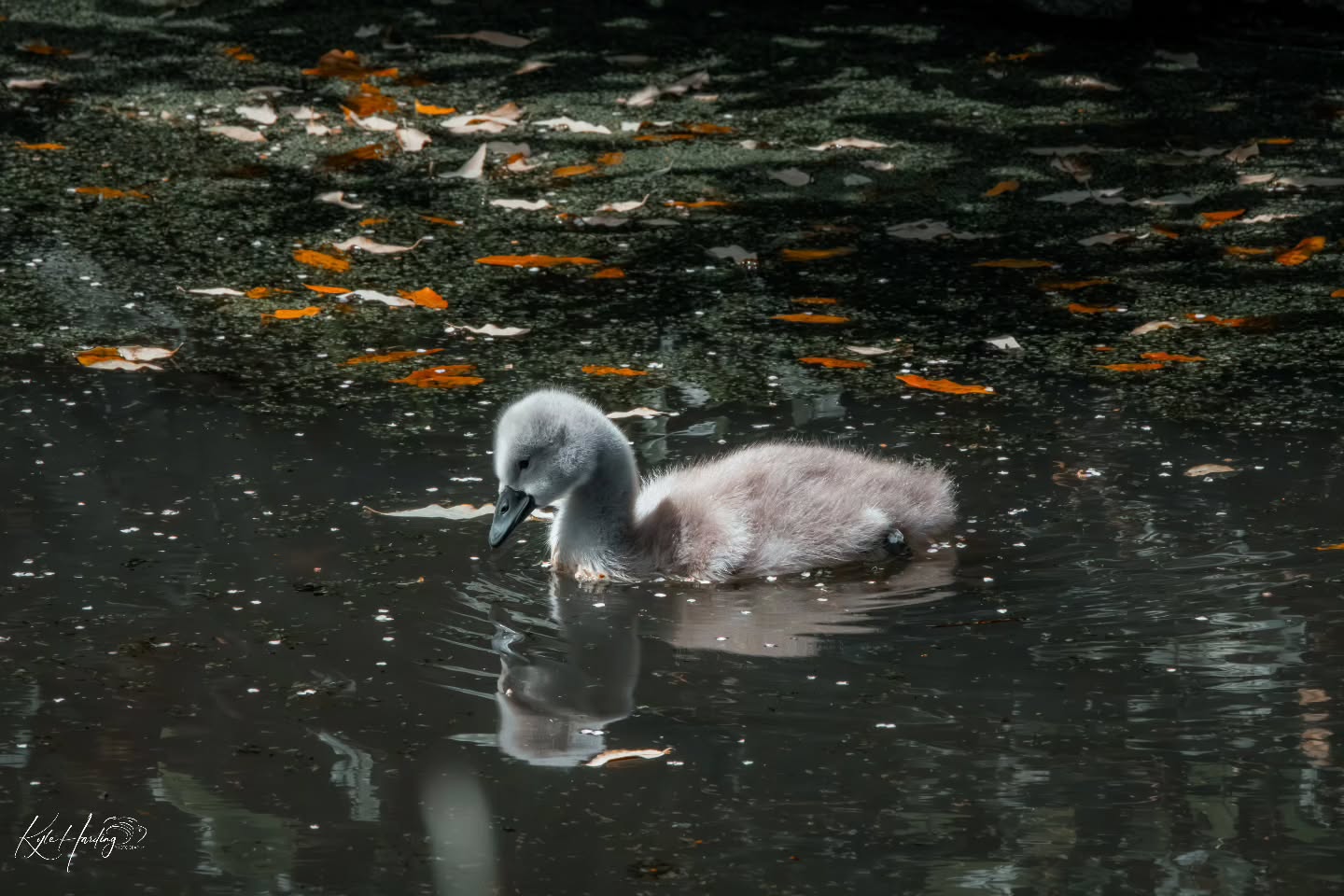 There’s something calming about watching young swans explore the water for the first time.
No rush. No noise. Just quiet movement through reflections and drifting autumn leaves.
Moments like this are a reminder of why I enjoy wildlife photography so much — sometimes the most peaceful scenes are the simplest ones.
#swancygnet
#wildlifephotography
#britishwildlife
#naturephotography
#ukwildlife
