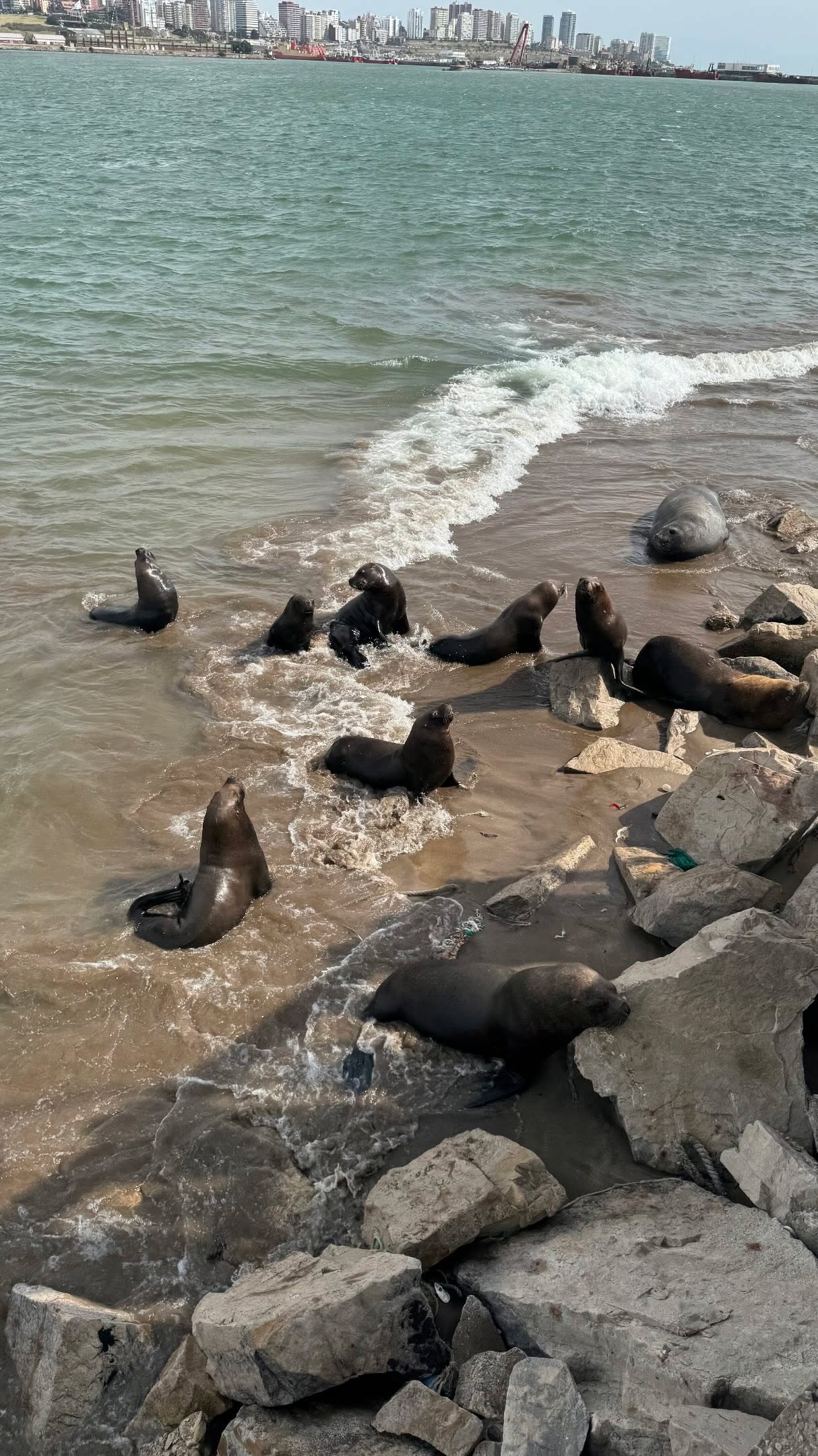 Naturaleza salvaje
#Argentina #mardelplata #lobosmarinos