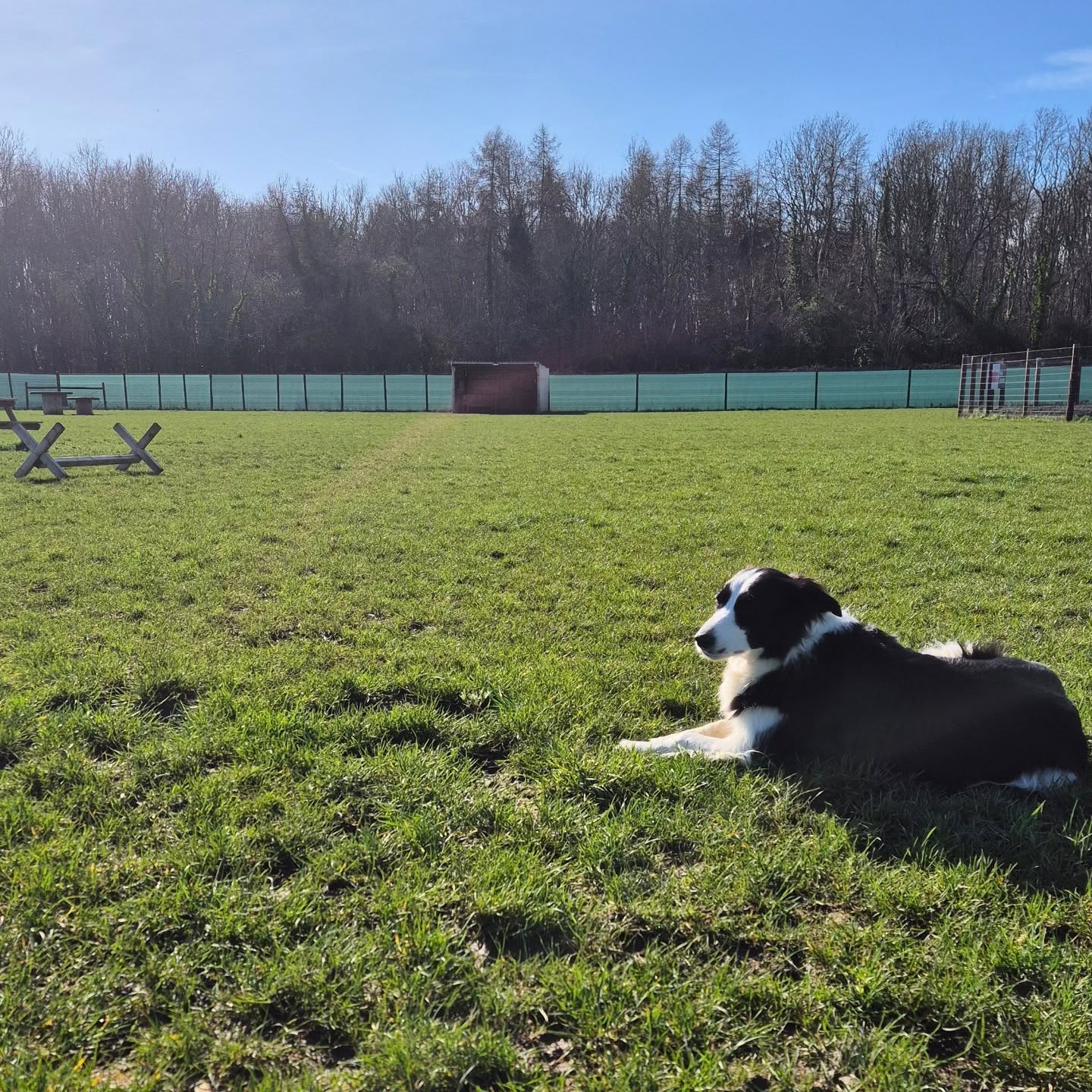 Ruby's afternoons poop pick turned into an afternoon sunbathing session ☀️ what a beautiful day!
#DogFieldEwen #BestinFieldEwen #bordercollie #sunshine #summer