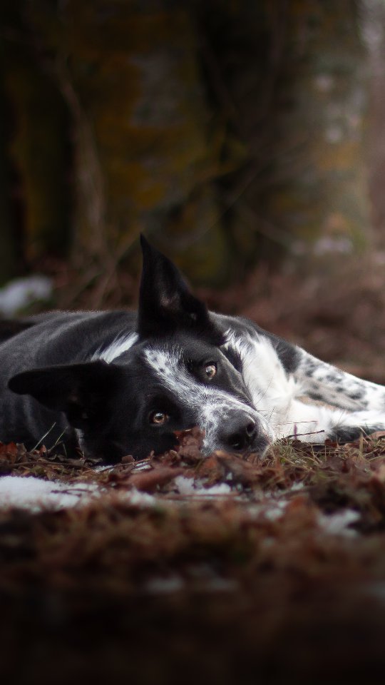 I cherish every moment I get to spend with my dogs, because without them I would be lost ❤️
#dancingdogs #DancingDog #dogdancing
#dogtricks #freestyledog
