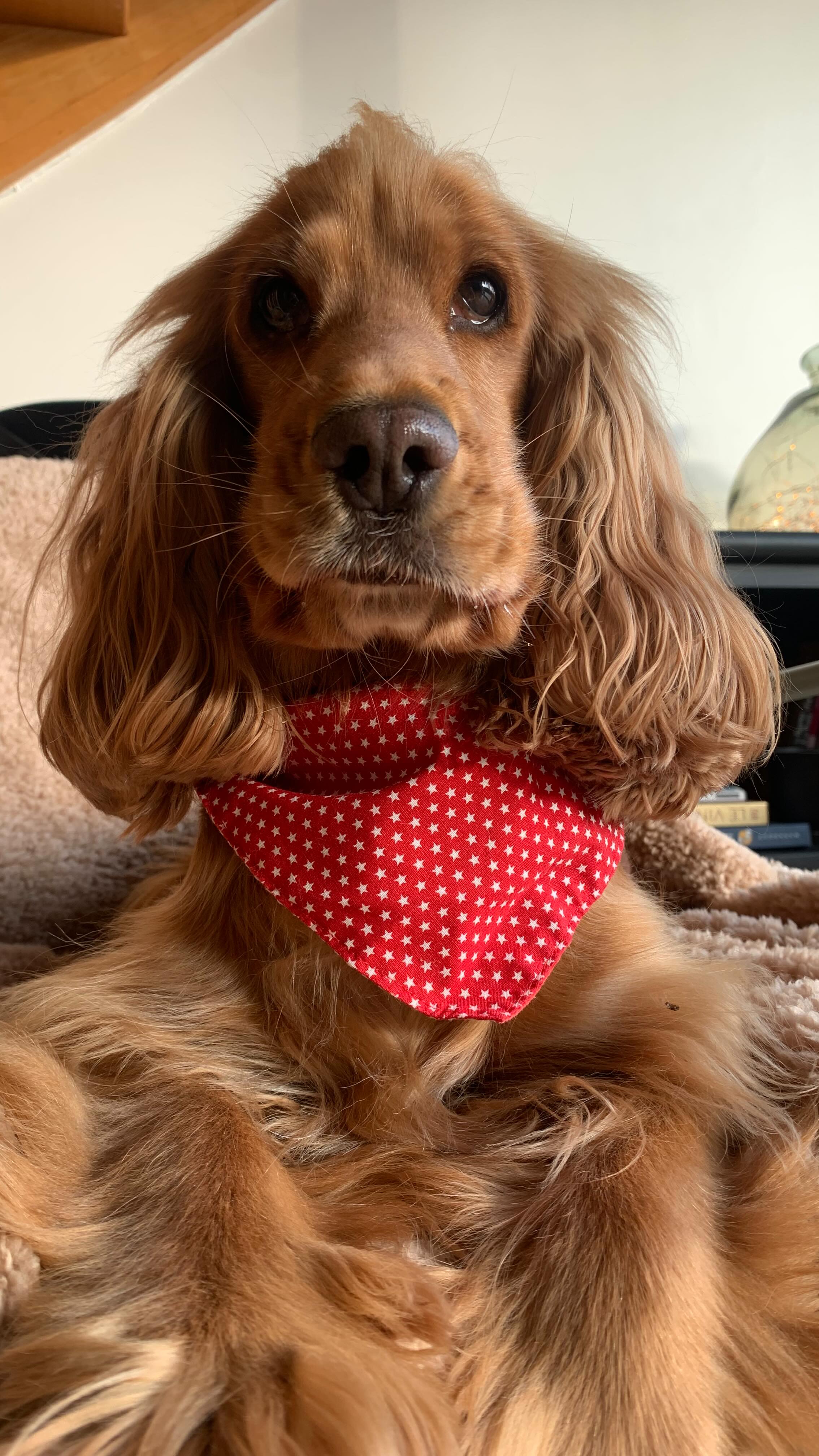Tess une pro pour rattraper les friandises 😎
Elle porte le bandana réversible rouge étoiles / rayé rouge et blanc ultra quali ! 🫠
Coordonné avec tous les articles de la capsule Rpuge Denim 😉🥰
Toi aussi donne des supers pouvoirs à ton dog !! 😇
👉 Lien bio