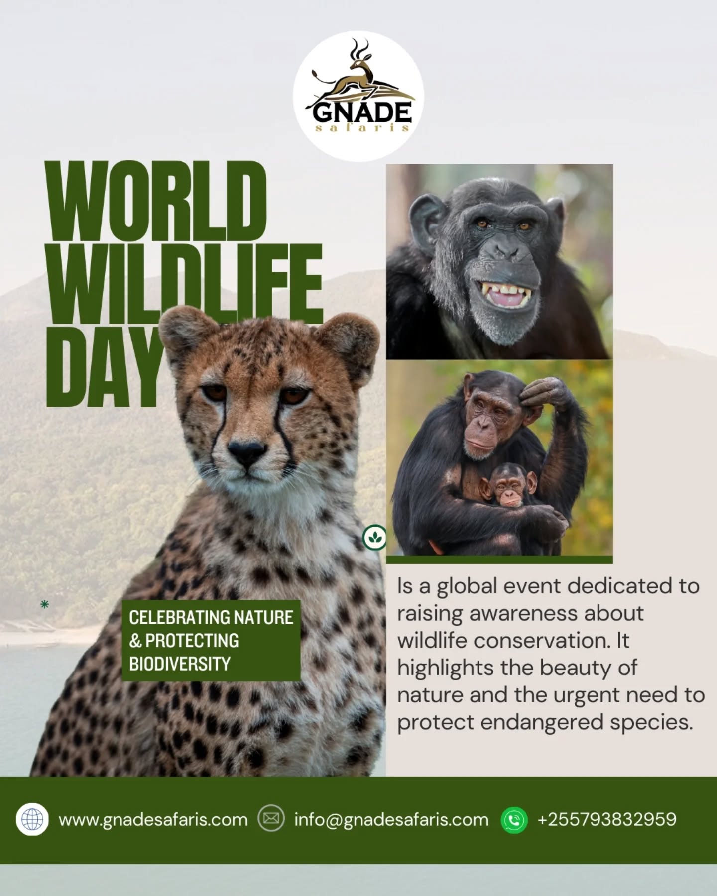 Wildlife is not just part of our planet — it is the heartbeat of it. 🌍🦁
Every March 3rd, the world unites to celebrate World Wildlife Day — a global reminder that biodiversity is essential for life on Earth. From the vast plains of the Serengeti to the breathtaking Ngorongoro Crater, Tanzania’s wildlife represents one of the planet’s greatest natural treasures.
Wildlife conservation is not optional — it is a responsibility.
Protecting species means protecting ecosystems.
Protecting ecosystems means securing clean air, fresh water, and fertile land for future generations.
At Gnade Safaris, we believe tourism must support conservation — not harm it. Responsible travel empowers local communities, funds conservation initiatives, and ensures wildlife thrives in its natural habitat.
This World Wildlife Day, let’s move beyond celebration — let’s commit to action.
Travel Smart. Travel Responsible. Protect Wildlife.
📩 Email: info@gnadesafaris.com
📱 WhatsApp: +255 793 832 959
#WorldWildlifeDay #SustainableTravel #WildlifeConservation #ResponsibleTourism #gnadesafaris