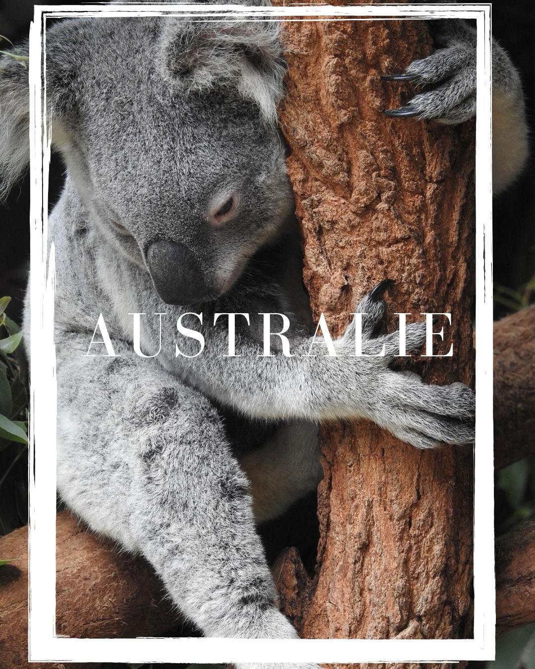 🇦🇺 L’Australie, l’aventure grandeur nature avec Oval Voyages
Un continent à elle seule, sauvage, vibrante et spectaculaire.
✨ Les incontournables du voyage :
🌆 L’iconique Sydney Opera House face à la baie
🐠 La Grande Barrière de corail, joyau marin classé à l’UNESCO
🔥 Le majestueux Uluru, au cœur du désert rouge
🏝 Les plages paradisiaques des Whitsundays
🌏 Entre villes cosmopolites, nature sauvage et culture aborigène, l’Australie promet un voyage intense et inoubliable.
✈️ Avec Oval Voyages, partez à la découverte du bout du monde, en version sur mesure.
#OvalVoyages #Australie #Sydney #GreatBarrierReef #Uluru VoyageDeRêve TravelInspiration ExploreTheWorld