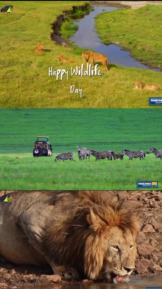 Happy World Wildlife Day! 🌍🦁
Today we celebrate the beauty of nature and the responsibility we share to protect it for future generations.
Let’s conserve, respect, and explore wildlife the right way.
📩 Plan your Tanzania safari with GNade Safaris
📧 Email: info@gnadesafaris.com
📲 WhatsApp: +255 793 832 959
🌍 Website: www.gnadesafaris.com�
#WorldWildlifeDay #GNadeSafaris #TanzaniaSafari #ProtectWildlife #VisitTanzania