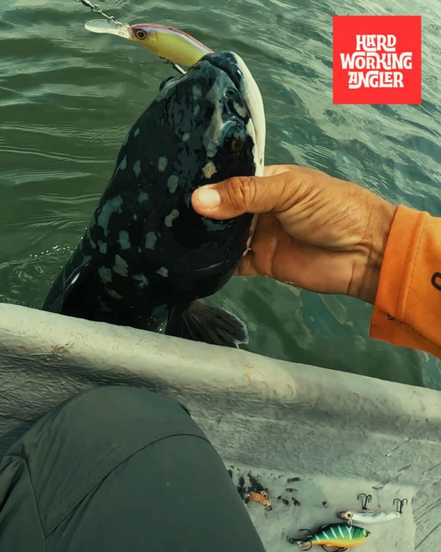 properly hooked and landed. Beautiful color pawning male giant snakehead. Contact us for enquiries on our freshwater fishing trip in Malaysia. #peacockbassfishingguidemalaysia #hardworkingangler #fishing #fishing #toman #visitmalaysia