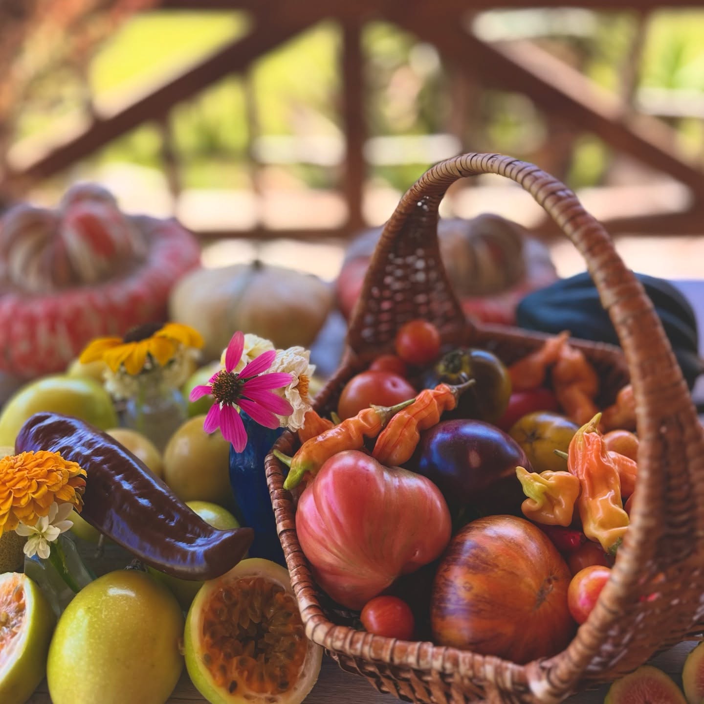 Autumn has blown in over the weekend together with much needed rainfall 🩵🌱🌧️🍂 The tomatoes are still giving generously plus now the guavadillas & figs are ripening beautifully. How stunning is my first Corno di Torno chocolate pepper? The turmeric bed is full of flowers and we harvested kg’s of honey - busy spinning, resting and bottling. Lots on the go. The last pic is Bruno - he’s turned out to be a big gentle boy 🐾🤎
#growyourfood #organic #vegetables #herbs #lunarplanting #calendar2026 #homestead #southafrica #plettitsafeeling #🍅 #🍯