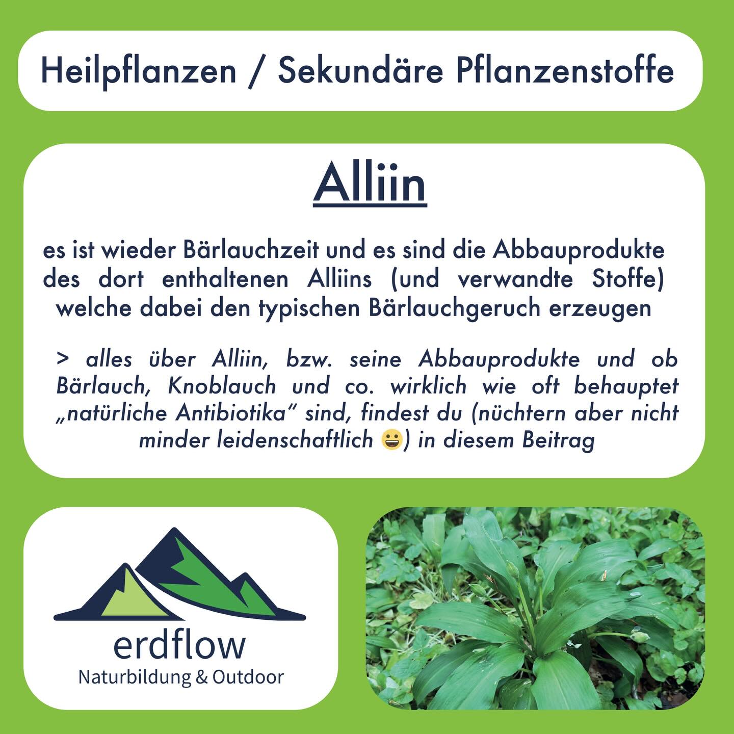 ALLIIN in Bärlauch, Knoblauch und co. 🌱🧄🧅
Alliin ist der zentrale Stoff in Knoblauch, der für die Schärfe und den Geschmack verantwortlich ist. Alliin ist aber auch in vielen anderen Allium-Arten enthalten, die bei uns als Essbare Wildpflanzen beliebt sind, wie z.B. im Bärlauch, im Weinberg-Lauch, usw. In der Regel enthalten diese Arten aber auch noch andere „dem Alliin verwandte Stoffe“, wie z.B. Isoalliin, Propiin, Methiin, usw, die jedoch alle auch ähnliche Eigenschaften haben bzgl. Schärfe und Geschmack haben, bzw. für die Nuancen im Geschmackserlebnis zwischen den verschiedenen Arten sorgen.
Alliin ist eine mehr oder weniger stabile chemische Verbindung, die auch Schwefel enthält. Wird die Pflanze verletzt, dann reagiert es mit dem Enzym Alliinase und es entsteht daraus Allicin, welches hochreaktiv und aggresssiv ist. Erst das Allicin sorgt dann für die Schärfe und das Reizende im Geschmack, ist aber sehr instabil und zerfällt rasch, bzw. reagiert mit Proteinen in der Umgebung. Beim Zerfall entstehen Diallysulfide, die stabiler sind und schliesslich in der Nase den Knoblauchgeruch erzeugen. In einer Ölumgebung zerfällt Allicin zu Ajoene und Polysulfide, die für eine herzhafte Aromakompente sorgen. Die Abbauprodukte von Allicinwerden teils über die Verdauung vom Körper aufgenommen, dort aber zu Allylemthylsulfid abgebaut und via Atem („Knoblauchfahne“), Schweiss und Urin aus dem Körper befördert.
Das Allicin wirkt im Reagenzglas stark antibakteriell, ist allerdings so instabil, dass es im Blut nicht gemessen werden kann und so keine systemische Relevanz als „natürliches Antibiotika“ hat. Die Abbauprodukte werden aber mit positiven Effekte aufs Herz-/Kreislaufsystem in Verbindung gebracht. Es wurden hierzu auch klinische Studien an Menschen durchgeführt, die mit der täglichen Einnahme von Knoblauchpulver eine leichte Senkung von Blutdruck und Cholesterin, bzw. Verbesserungen von Faktoren im Zusammenhang mit Herz-Kreislauferkrankungen usw. festgestellt haben. Allerdings zeigt die Detailanalyse, dass davon vermutlich nur kranke Personen profitieren können, d.h. der Effekt bei gesunden Leuten nicht relevant ist
Quellen der Slides in den Kommentaren