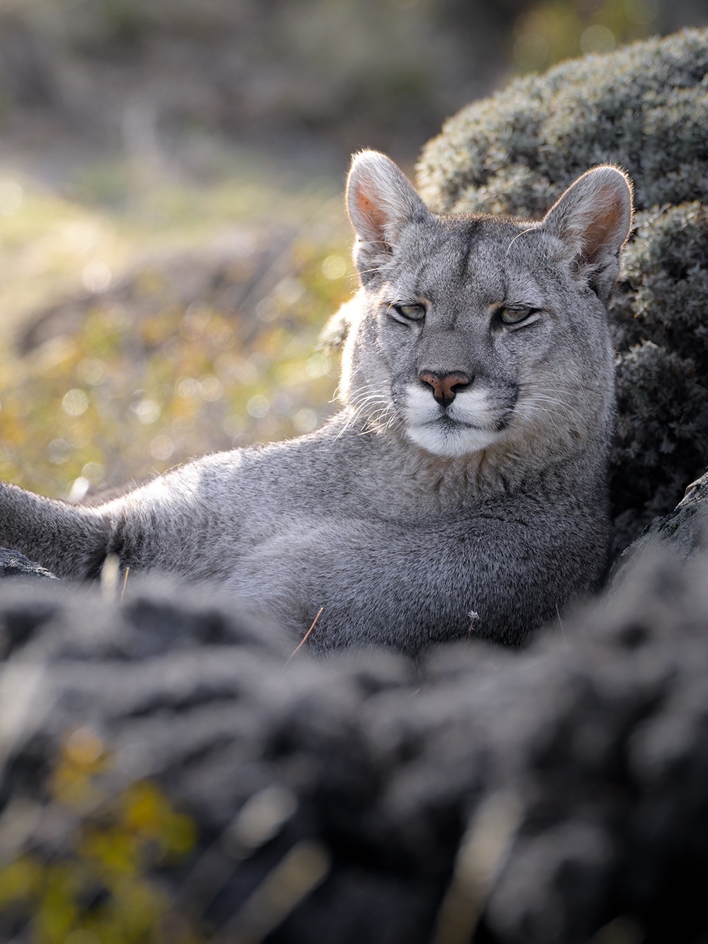 Háblame de amor sin decir una palabra 🥰🤎
SAFARI FOTOGRÁFICO PARA MUJERES 🌷
-05-09/09/2026 Torres del Paine, Chile 𓃮✮
🔥ÚLTIMOS CUPOS!🔥
En los safaris fotográficos para mujeres nos sumergimos en plena naturaleza, afinando la mirada y practicando en el terreno.
Junto a guías expertos, biólogos y rastreadores nos adentraremos en lugares donde la fauna se muestra en todo su esplendor, aprenderás acerca del comportamiento de la fauna, su hábitat, geografía y la historia que la envuelve.
Guiándote en cada toma, verás cómo tus fotografías cobran una nueva fuerza. Tus imágenes mejorarán mucho más rápido en los Safaris que estudiando únicamente la teoría.
También descubrirás cómo transformar tu pasión en algo más grande. Compartiré contigo lo que he aprendido sobre la fotografía como profesión, cómo construir un portafolio con intención, aprenderás a darle valor a tu trabajo y explorar caminos para vivir de lo que amas.
Te beneficiarás adquiriendo mayores conocimientos fotográficos, mayores conocimiento acerca del comportamiento de la fauna, aprenderás a utilizar la fotografía como herramienta para generar ingresos, formarás fuertes vínculos con otras mujeres y tendrás una vivencia de vida que recordarás con mucho amor siempre.
Cada Safari es una experiencia transformadora para conectar con la vida silvestre y crecer fotográficamente.
Comenta safari y te envío más información ㅤ♡
#lacamaraexplora