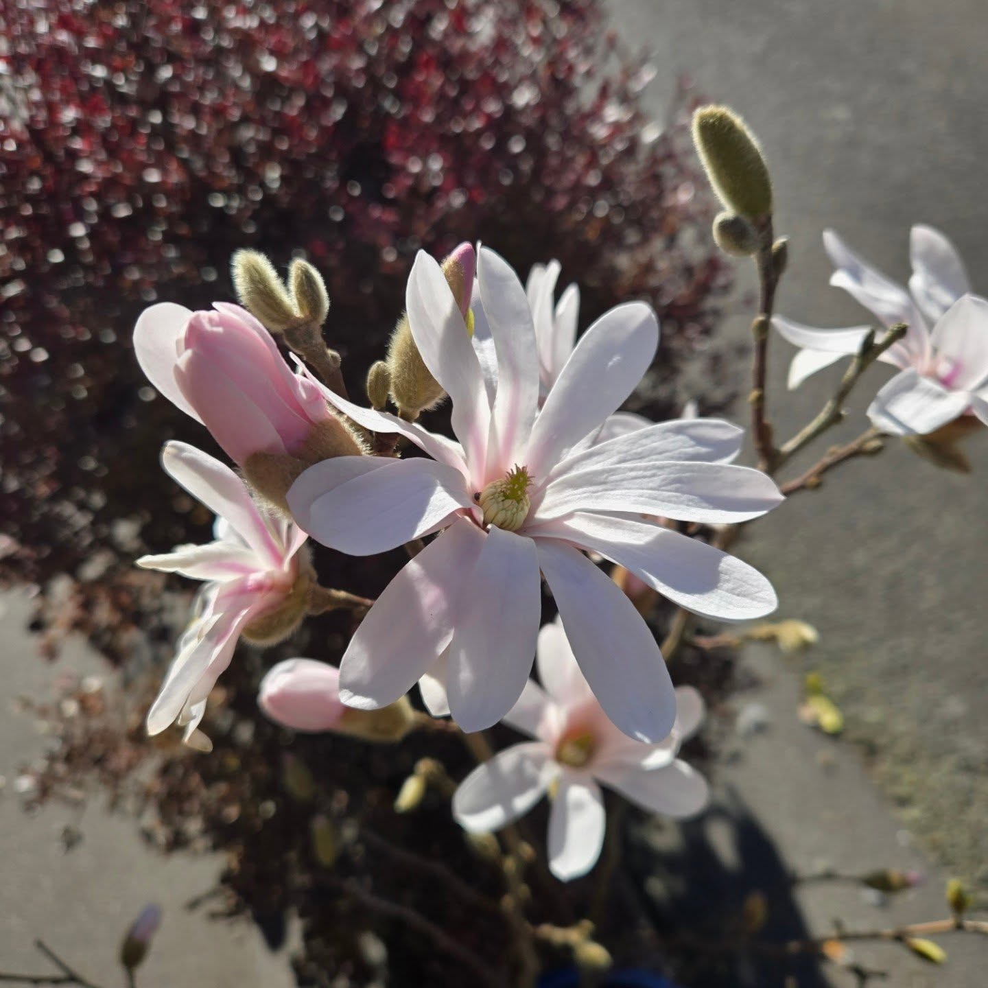Magnolia stellata, la grâce des premiers jours ensoleillés