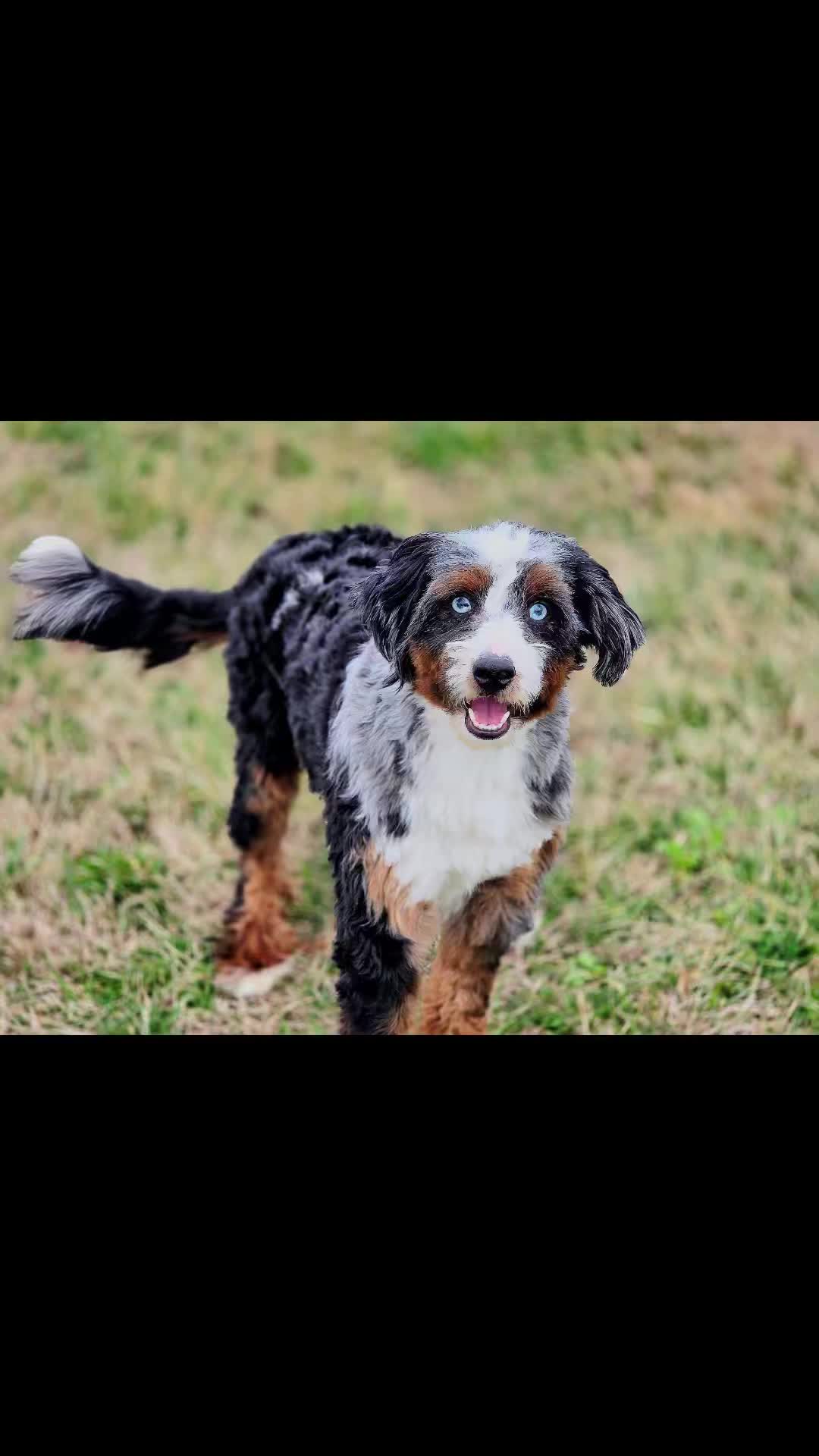 Look at this handsome boy hopefully coming up for us this spring as a stud muffin!!! 😍😍 Maverick is stunning and should make some beautiful babies!
#doodles #bernedoodle #bernedoodlesofinsta