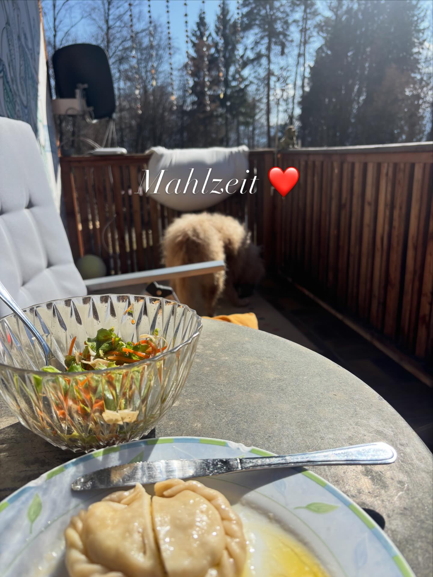 Mahlzeit ❤️ #mel4animal #worldsamys #happydog #sonnegenießen