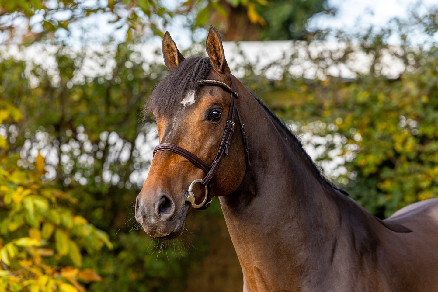 How is it possible that this amazing guy is still not snapped up! Rochefort is the IDEAL amateur Hunter for the big classes at WEF. He is SO sweet, he is gorgeous, he has easy easy easy to ride, will tolerate mistakes, goes around like a made Hunter already! He’s 1.40 level and is an approved stallion, but acts like a puppy dog gelding. If you have ambitions for the Derby ring or the big Hunter classes, this one is it. He goes around on a loose rein around show grounds and is very been there and done that about everything. This horse is such a gem. So sweet and in your pocket, curious and kind. Jumps like a rockstar and super flashy. I cannot say enough good things about him. Perfect vet check in every way! Message for all his videos. He’s a diamond. ⭐️