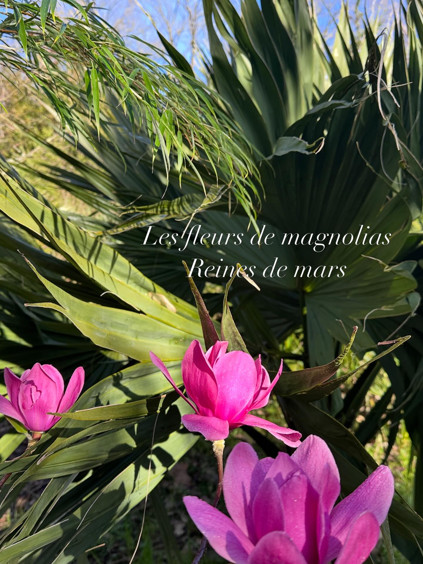 Toutes ces fleurs merveilleuses sont les plaisirs qui parsèment le jardin et que je découvre tout au long de la journée
🌱en travaillant, en me promenant ou en tondant
🌱désormais tous les jours de mars à décembre il y aura une fleur merveilleuse qui attendra mon passage pour me ravir
🌱c’est ça la chance d’avoir un très grand jardin🌸
🌸associés aux palmiers et aux bambou les magnolias renforcent l’ambiance exotique
🌱jardin des barthes classé remarquable un des plus beaux jardins de France
#jardin #magnolias #plantslover #fleur #garden