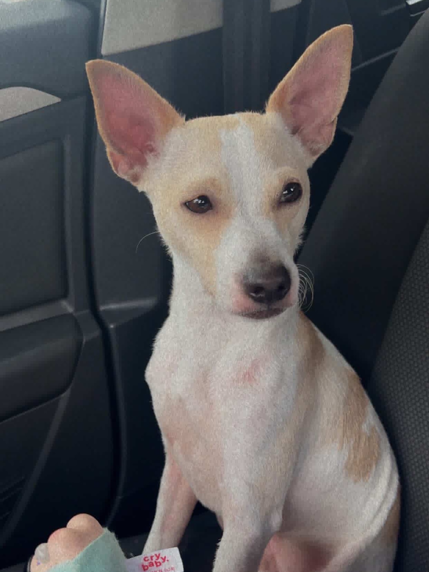Meet Papito, a new addition to the rescue after his mom began having health issues.
Papito is a 2-year-old chihuahua/Jack Russel mix. He is dog-friendly, happy, playful, and very active. He is a good boy that is looking for a foster or adopter.
He is neutered and UTD on shots. If youād like to learn more about this sweet guy, please apply to foster or adopt here:
Adoption Application: https://www.shelterluv.com/matchme/adopt/MMFL/Dog
Foster Application: https://www.shelterluv.com/matchme/foster/MMFL/Dog
#rescuedog #fosteringsaveslives #dogrescue #chihuahua