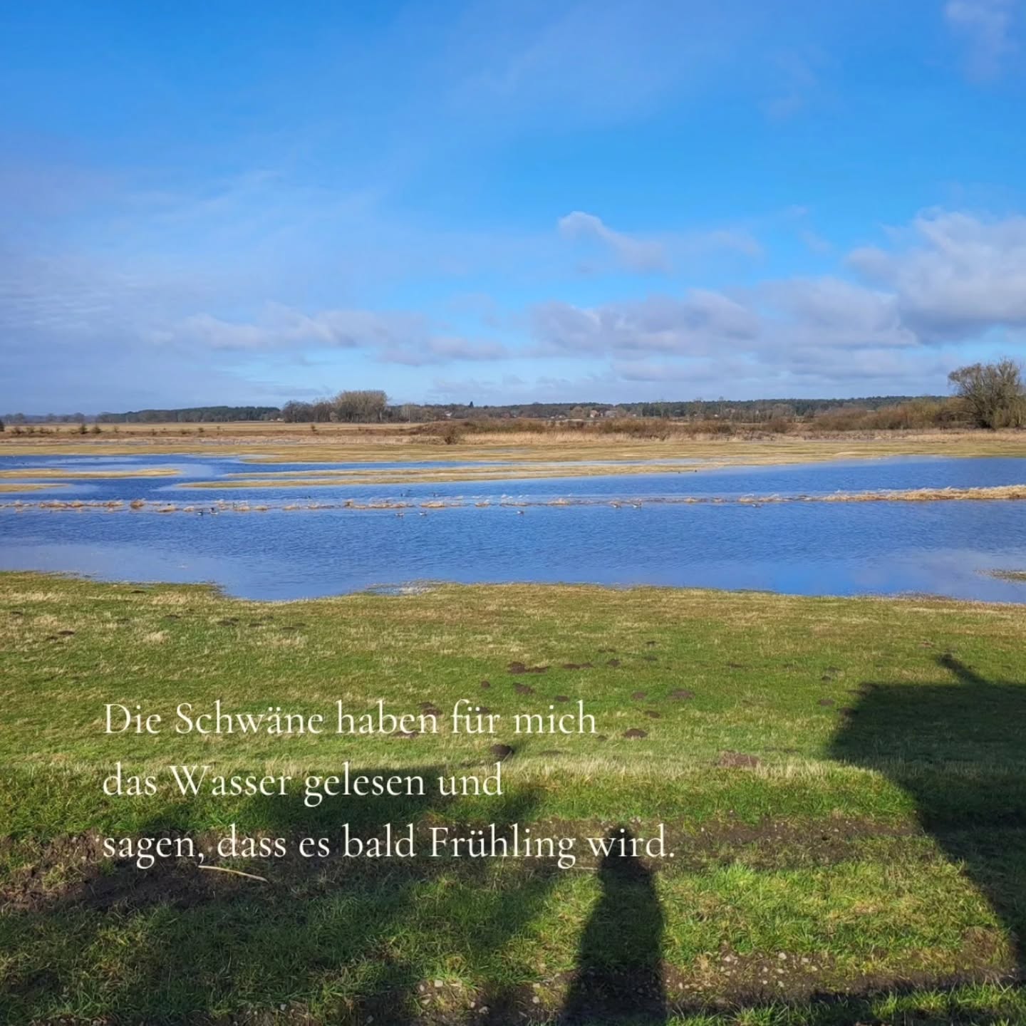 Die Schwäne haben für mich das Wasser gelesen und sagen, es wird bald Frühling. 🦢
Ich habe ihn gefunden!
Bitte sehr.
#Naturbotschaft #InnereJahreszeiten #FrühlingGefunden #MagieImAlltag #lauschen