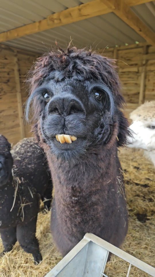 No thoughts, just vibes 🦙
#AlpacaLife #alpacas #wiltshirealpacas #alpacaadventures #alpacaexperience