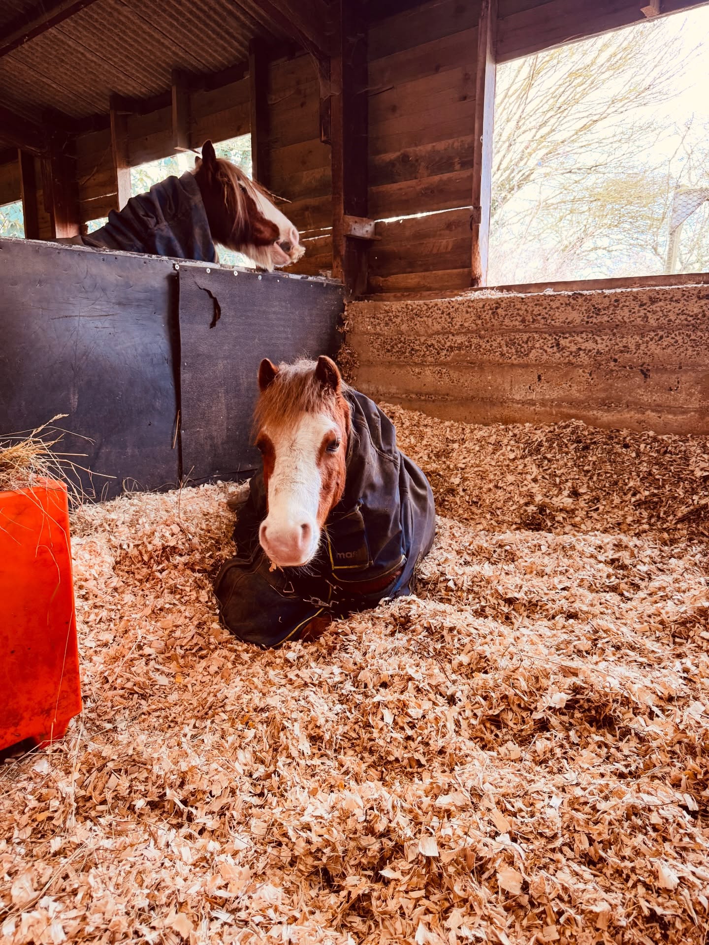 Thoughts on last week
Praying this was the last clip of the season, doubt it was for our Shetland
Farrier came and brought copper nails, my 6 year old self got very excited for pink nails
Coached a lot of 1-1s and saw some amazing improvements from my riders, very excited for their spring 🌸
Recorded a lot of videos with the focus on proprioception for the academy members
Had a brilliant discussion with my members in our dressage club about how we get the most from our coaches
Hacked a lot - can’t wait for their fields to dry up
Arena horses were successful
Coached PC - 3x - love the energy fo the children
What needs to be better
Woke up in the middle of the night realising I hadn’t sent emails out about the week
Failed to record a podcast
House is a mess, head is chaotic
Need to eat better as feel a bit shit 💩
Sun came out felt loads brighter, sun went in felt low, please spring come soon