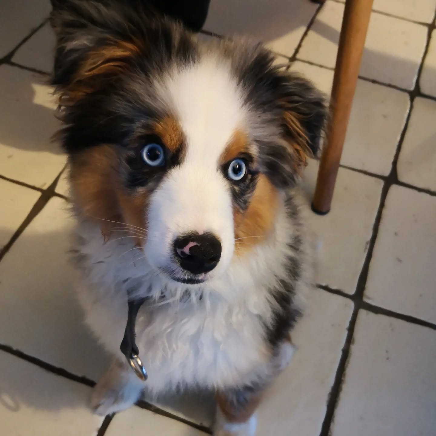 Alto, Berger Américain De 4 mois en suivis éducatif.
Déjà du mieux au réveil après quelques conseils de gestion emotionnelle. ❤️