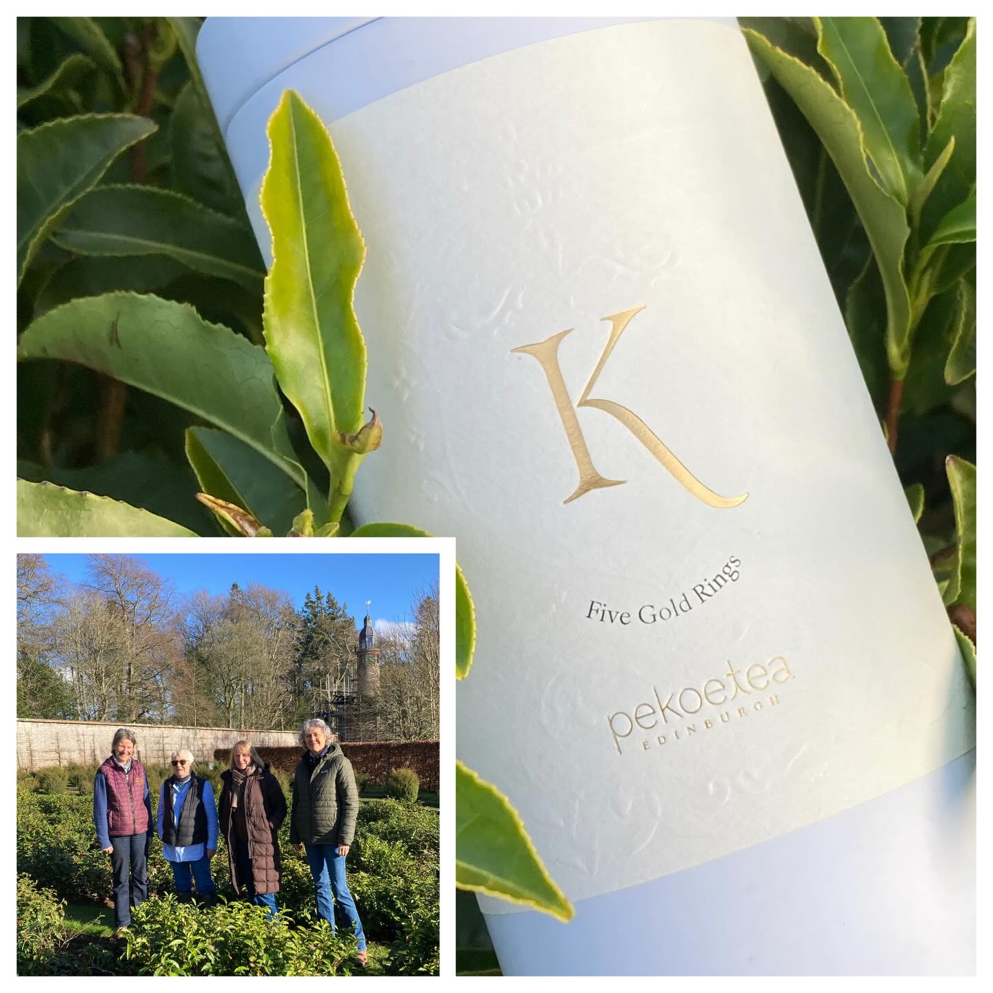 A get together at Kinnordy Tea Gardens of our Five Gold Rings tea contributors today. Our gardens are all on the East Coast of Scotland and we make beautiful black tea from our combined leaf from Kinnordy, Kinnettles, Logie, Rankeilour and Rickarton tea gardens. Two of our gardens are in Fife, two in Angus and one in Kincardineshire, so plenty of variation in terroir, aspect and altitude.
Our combined leaf gives us a delicious black tea that has strawberry top notes and a lovely fruity caramel base. If you find yourself in Edinburgh then you can arrange a tasting with Pekoe Tea at their studio in Leith. You can also order it online if Edinburgh is a little out of the way!
🌱
🌱
🌱
@pekoetea_edinburgh @fifeteagarden #fivegoldrings #blacktea #pekoetea_edinburgh #teagardensofscotland #looseleaftea